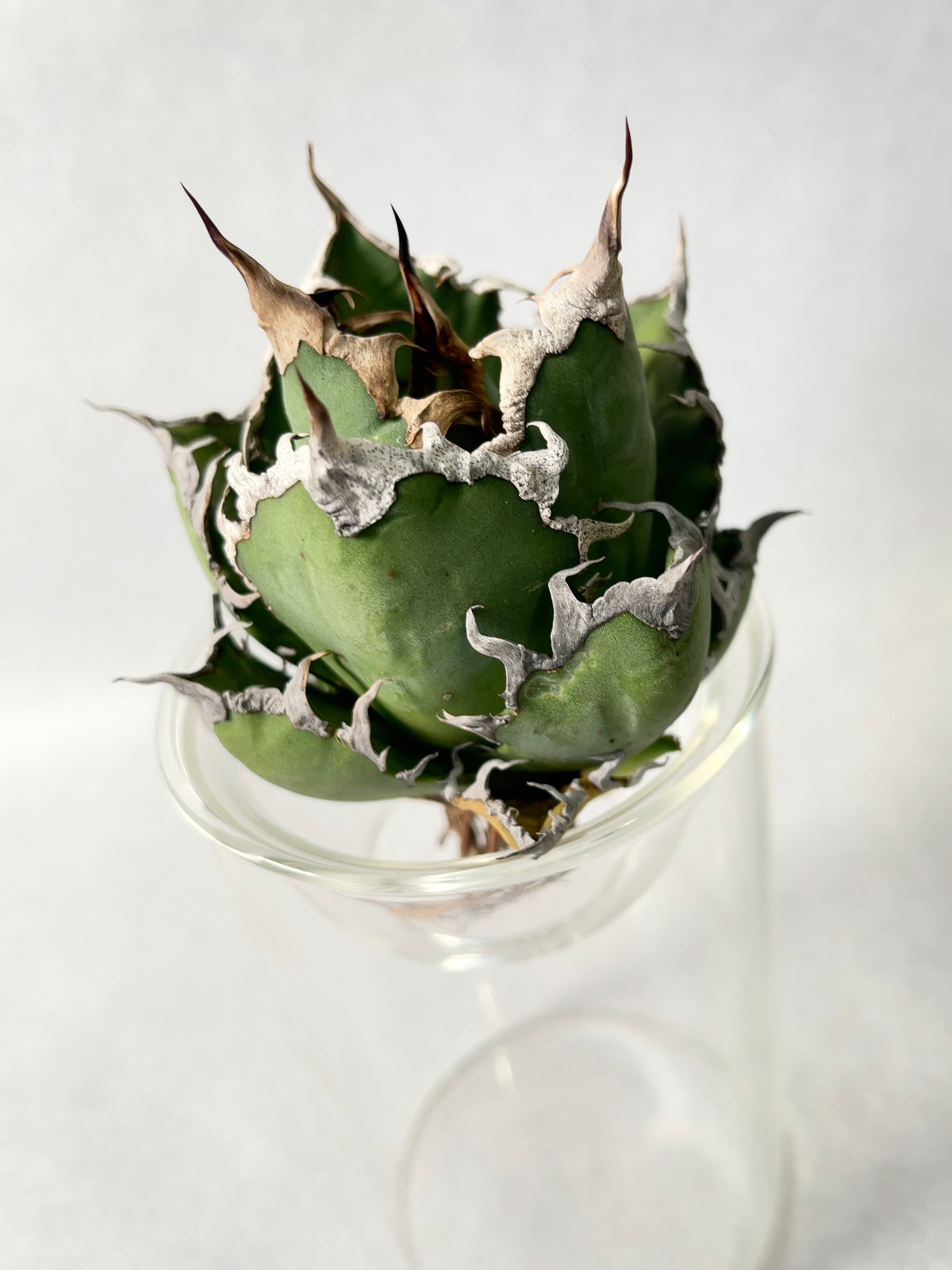 アガベ・シーザー 6(中) | trigger