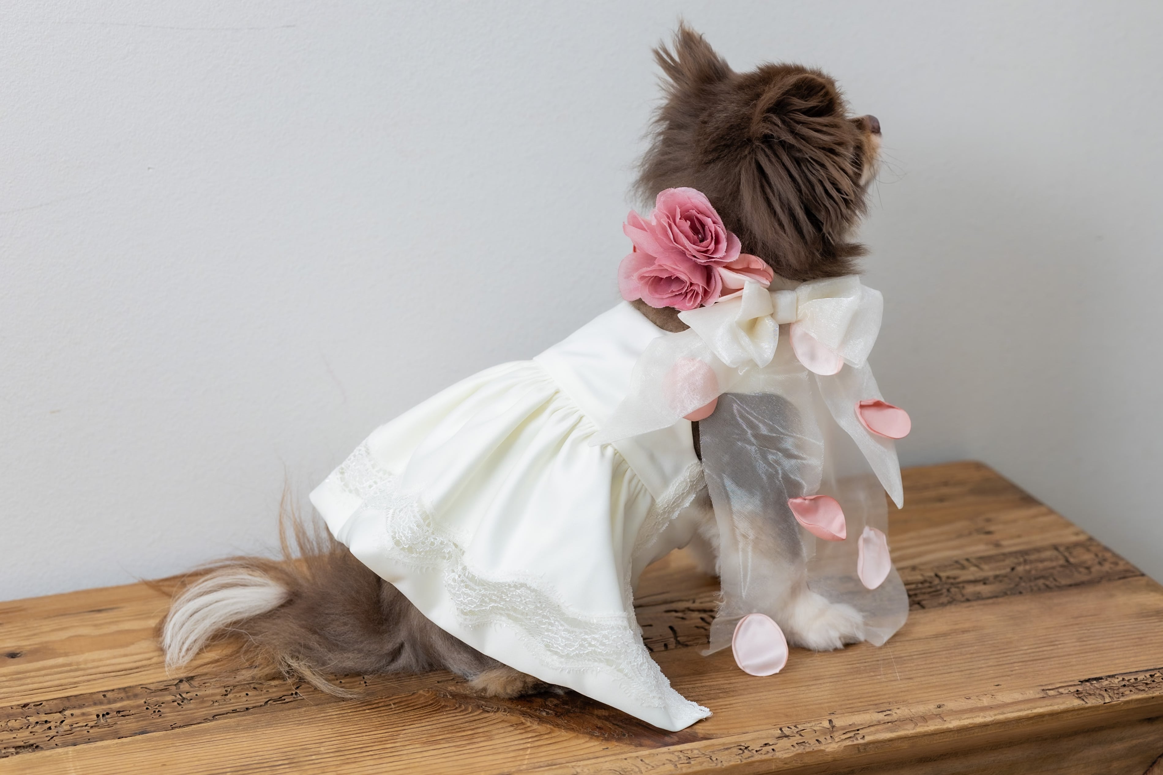 小型犬用ウエディングドレス  -レンタル-