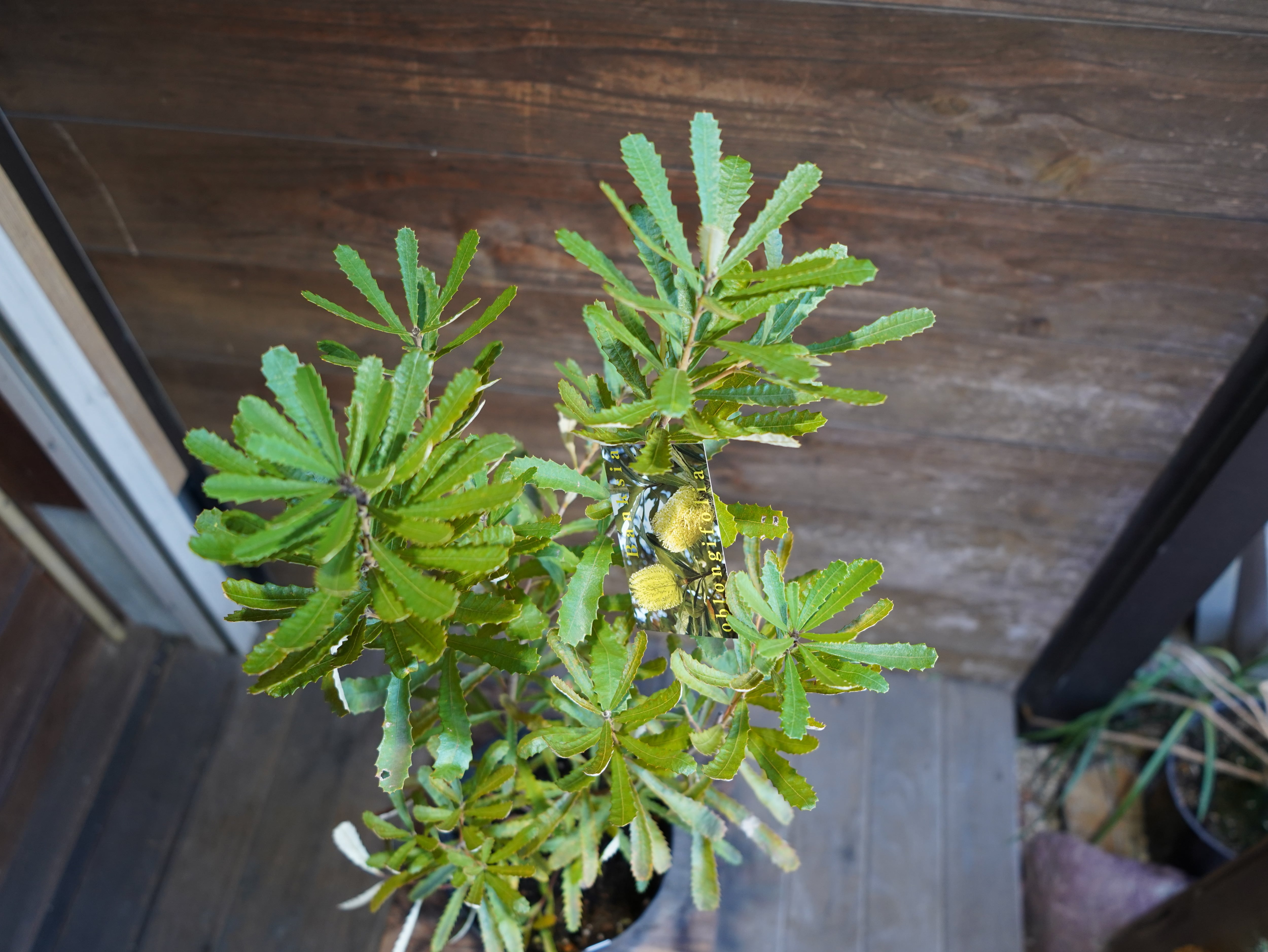 【現物】バンクシア　”オブロンギフォリア”　C