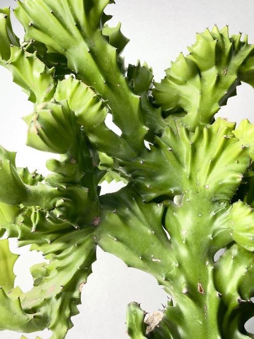 ユーフォルビア・マカイキリン