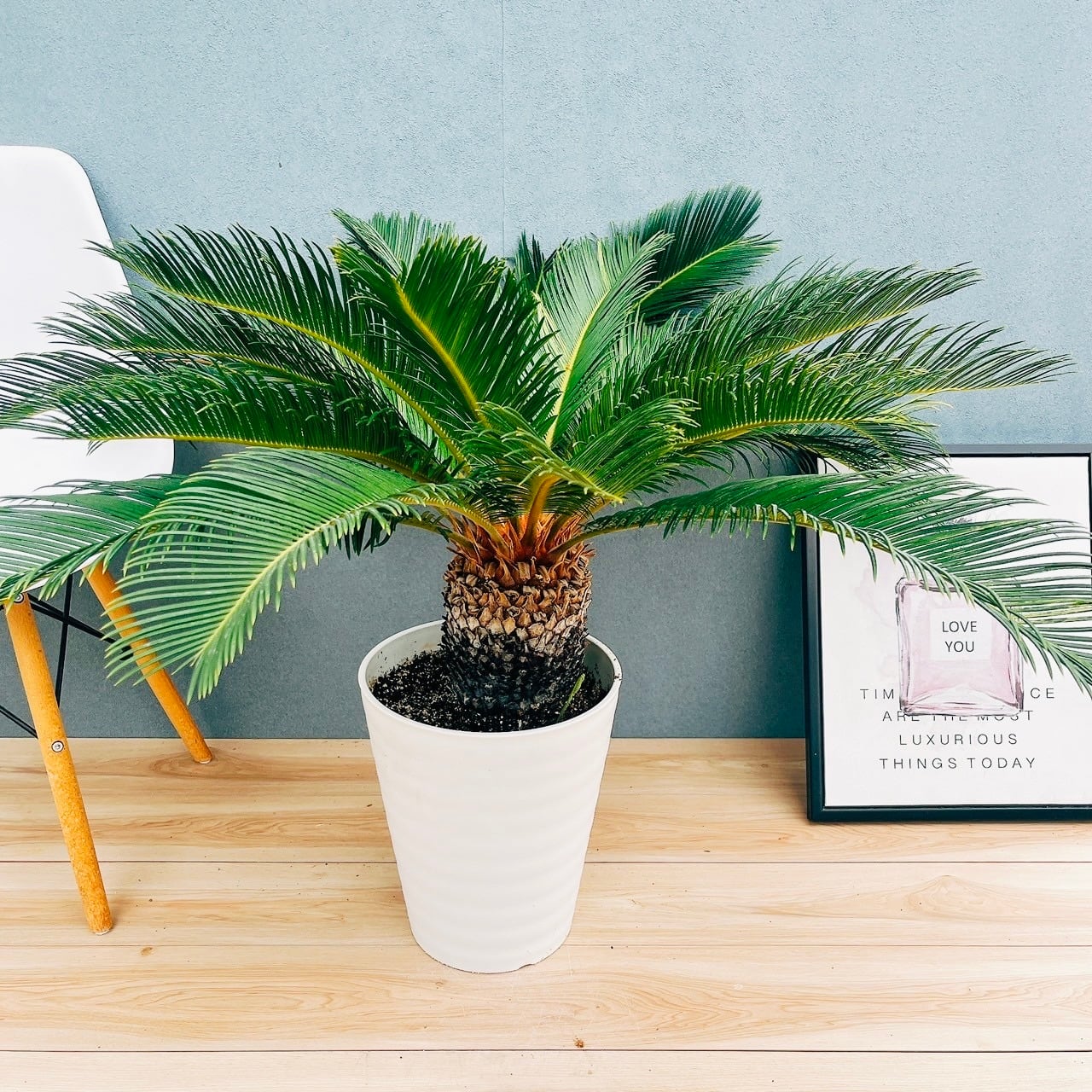 現品］【希少】キンカン ソテツ 斑入り 10号 金環 蘇轍 観葉植物 レア