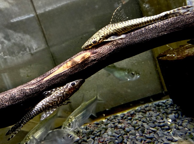 直輸入】Po.オルナティピンニス タンガニーカ湖産①46cm | AQUASTYLEG