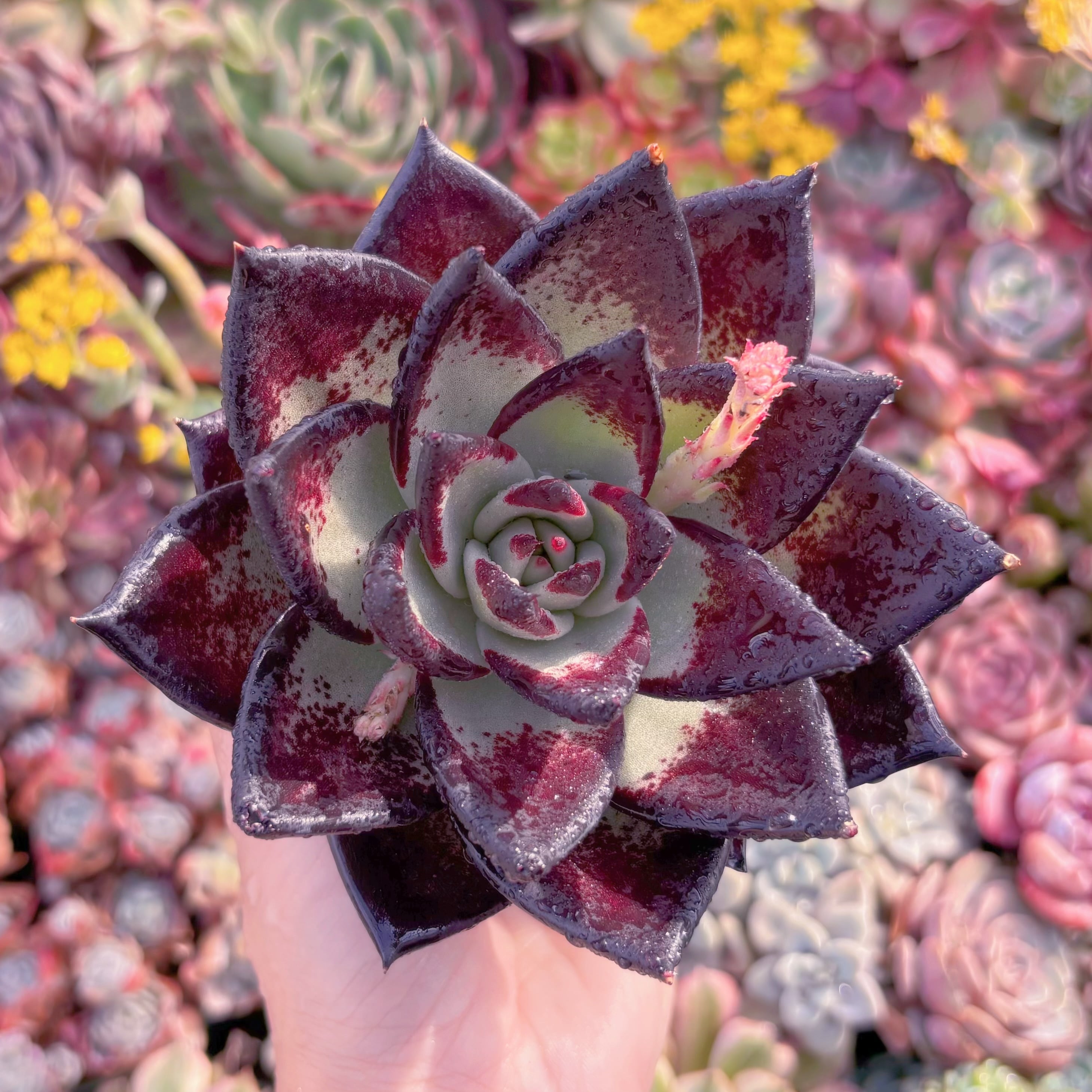 現品　黒魔王#M282　大苗　るる農園