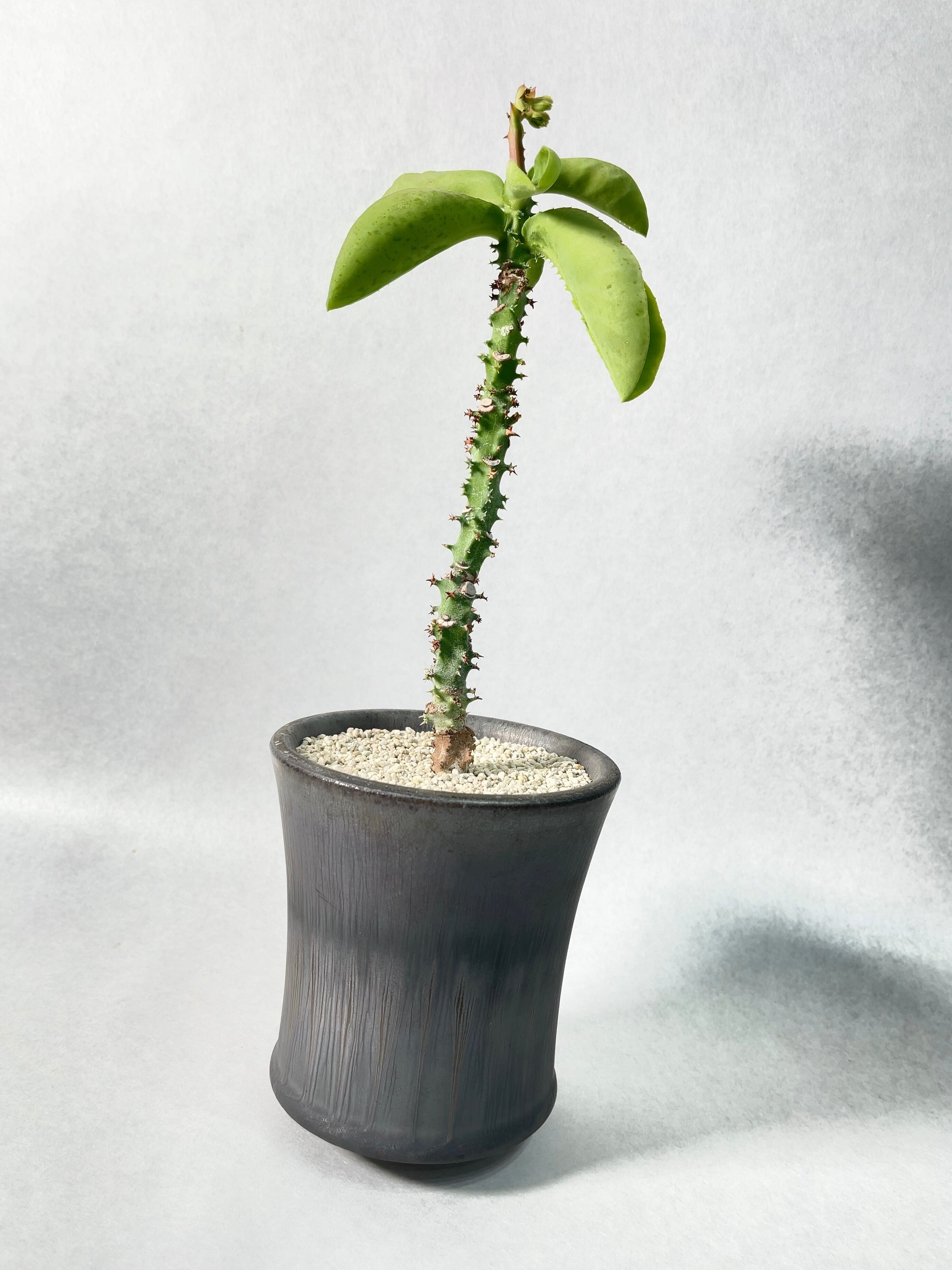 現品］【希少】☆珍奇植物☆ モナデニウム マグニフィカム レア 塊根