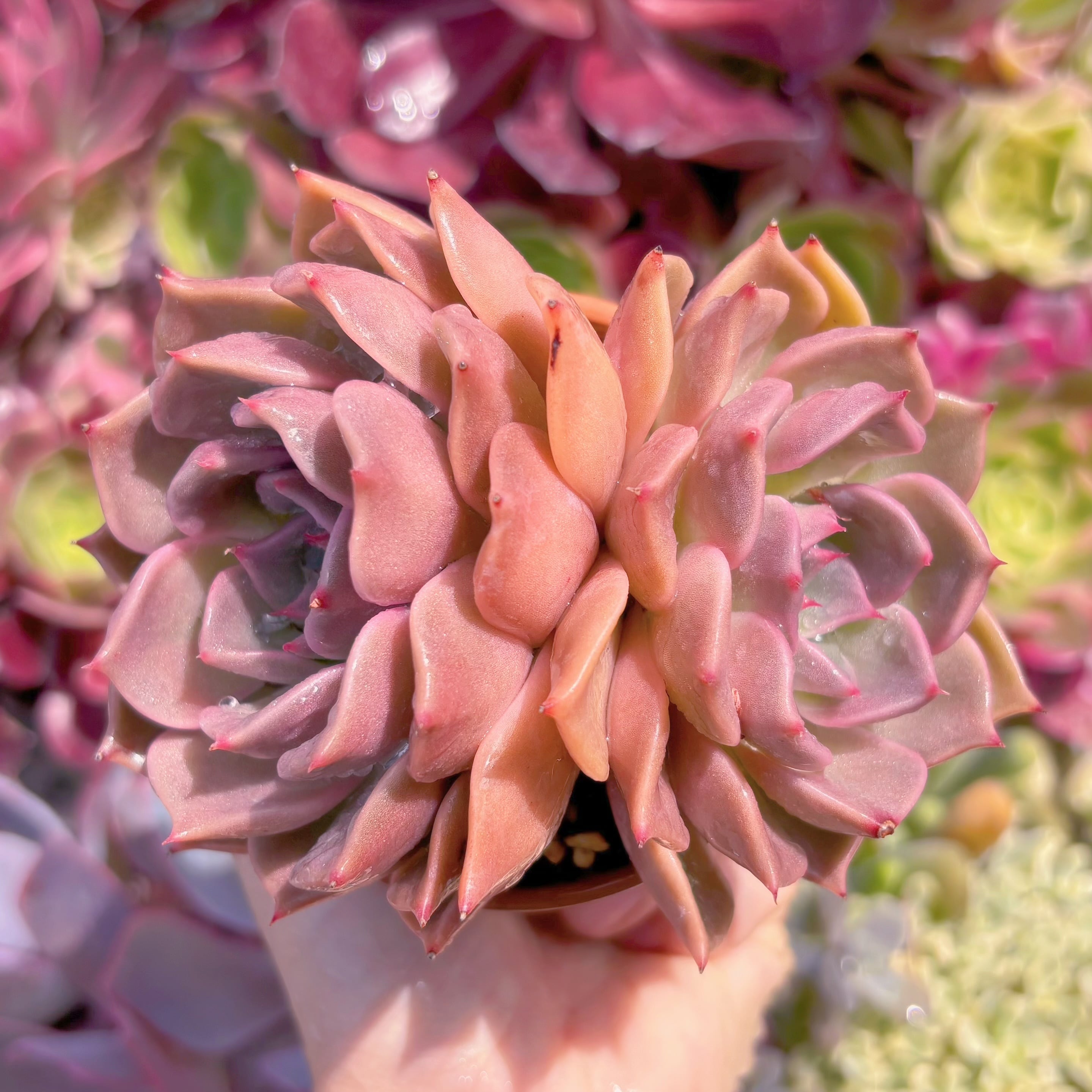 現品　secret rose#767　群生　るる農園