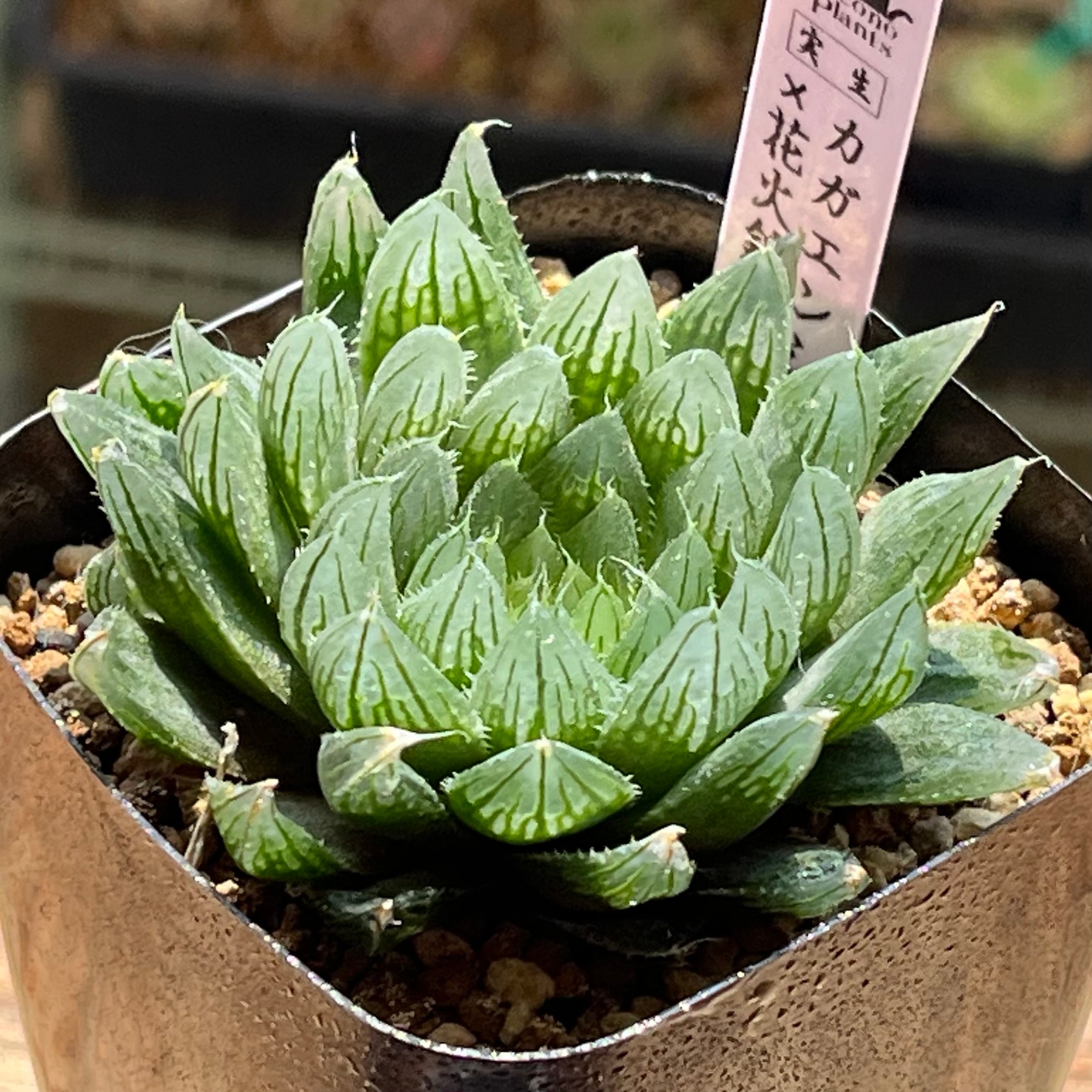 mocono_plants