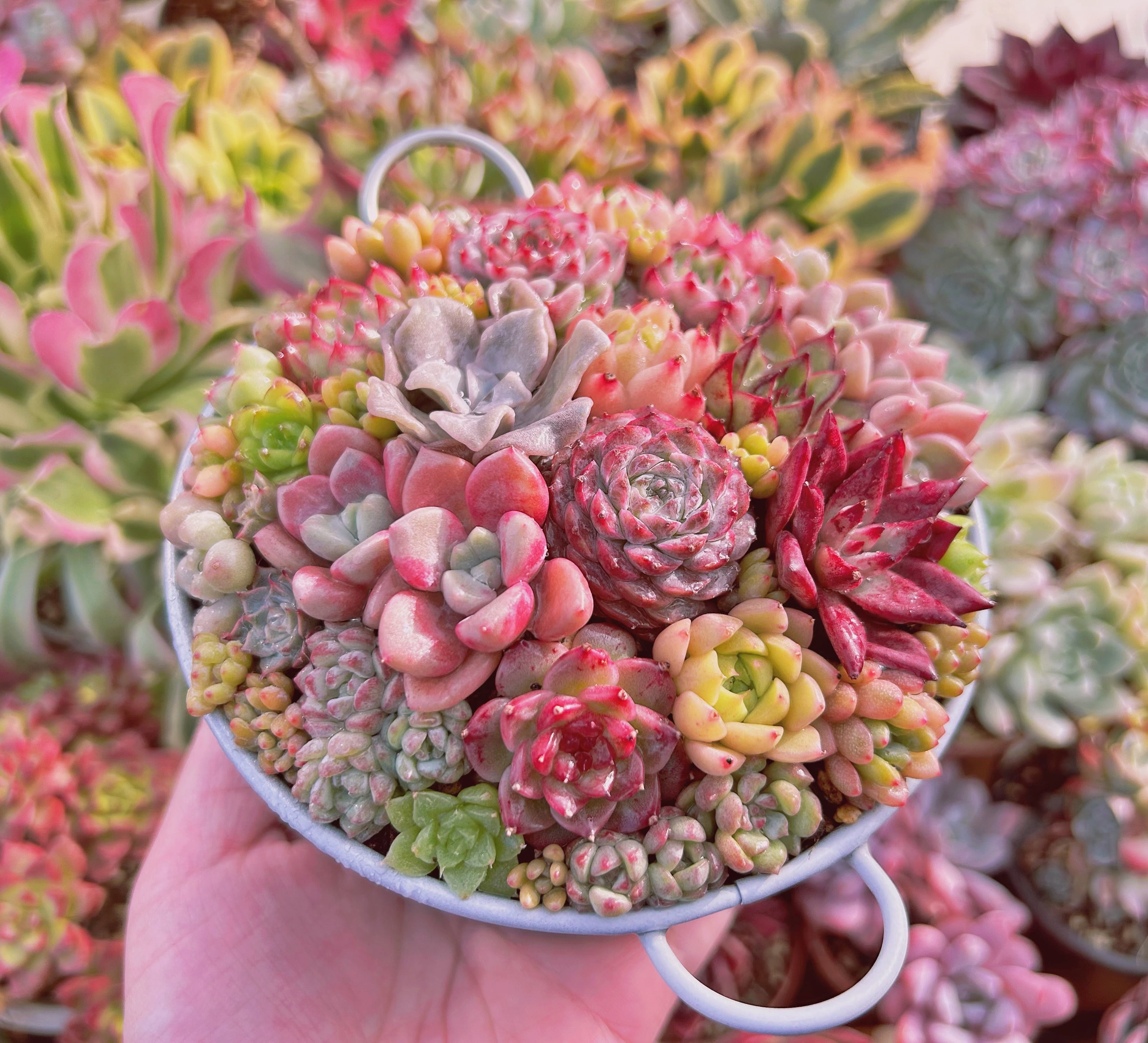 寄せ植え用セット(群生入り) るる農園 | るる農園~多肉植物専門