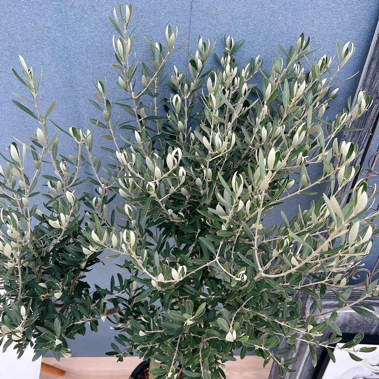 現品］♡おしゃれ♡ 54番 創樹 オリーブ チプレッシーノ 8号 観葉植物
