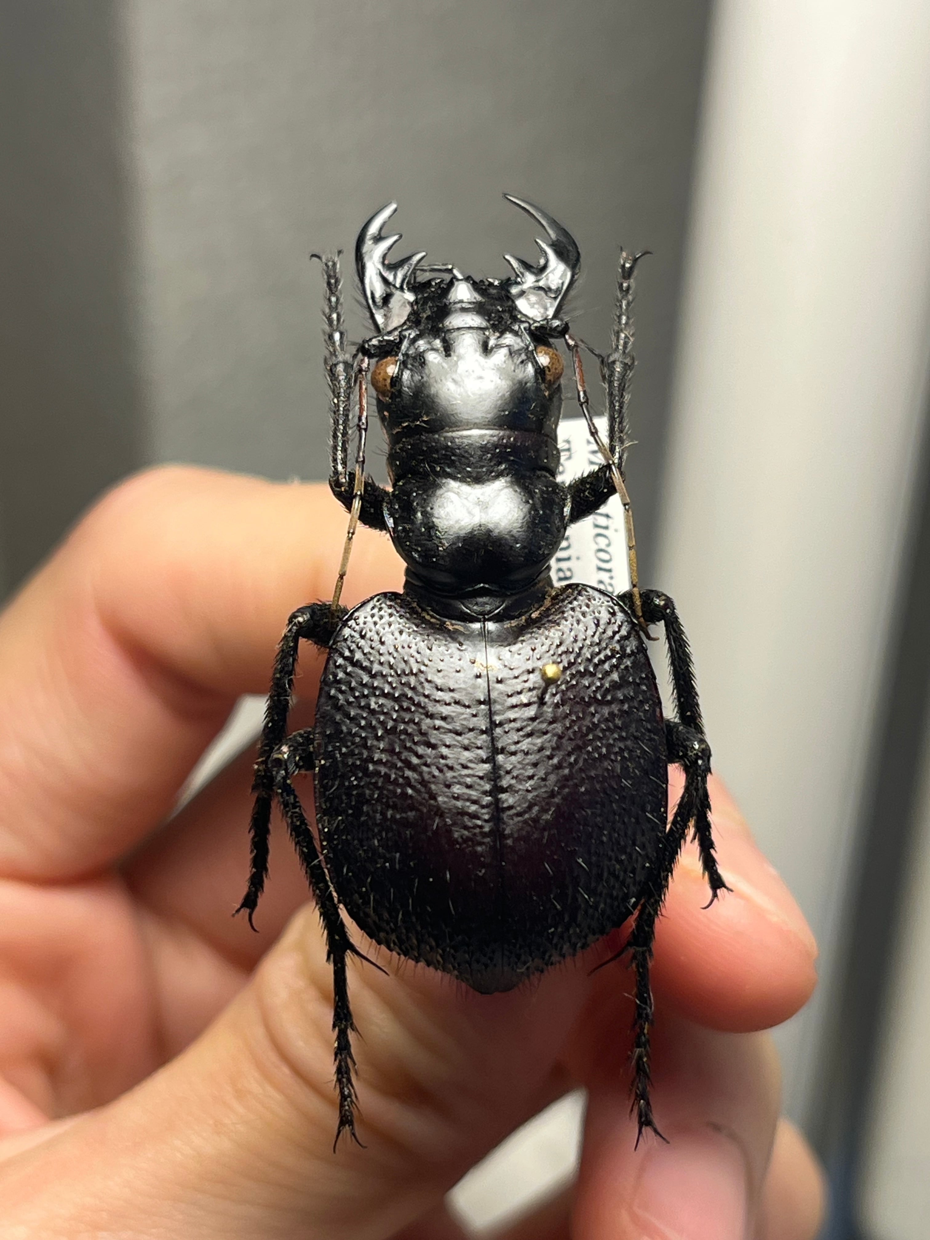 美麗♀】オオエンマハンミョウ Manticora タンザニア産 昆虫標本