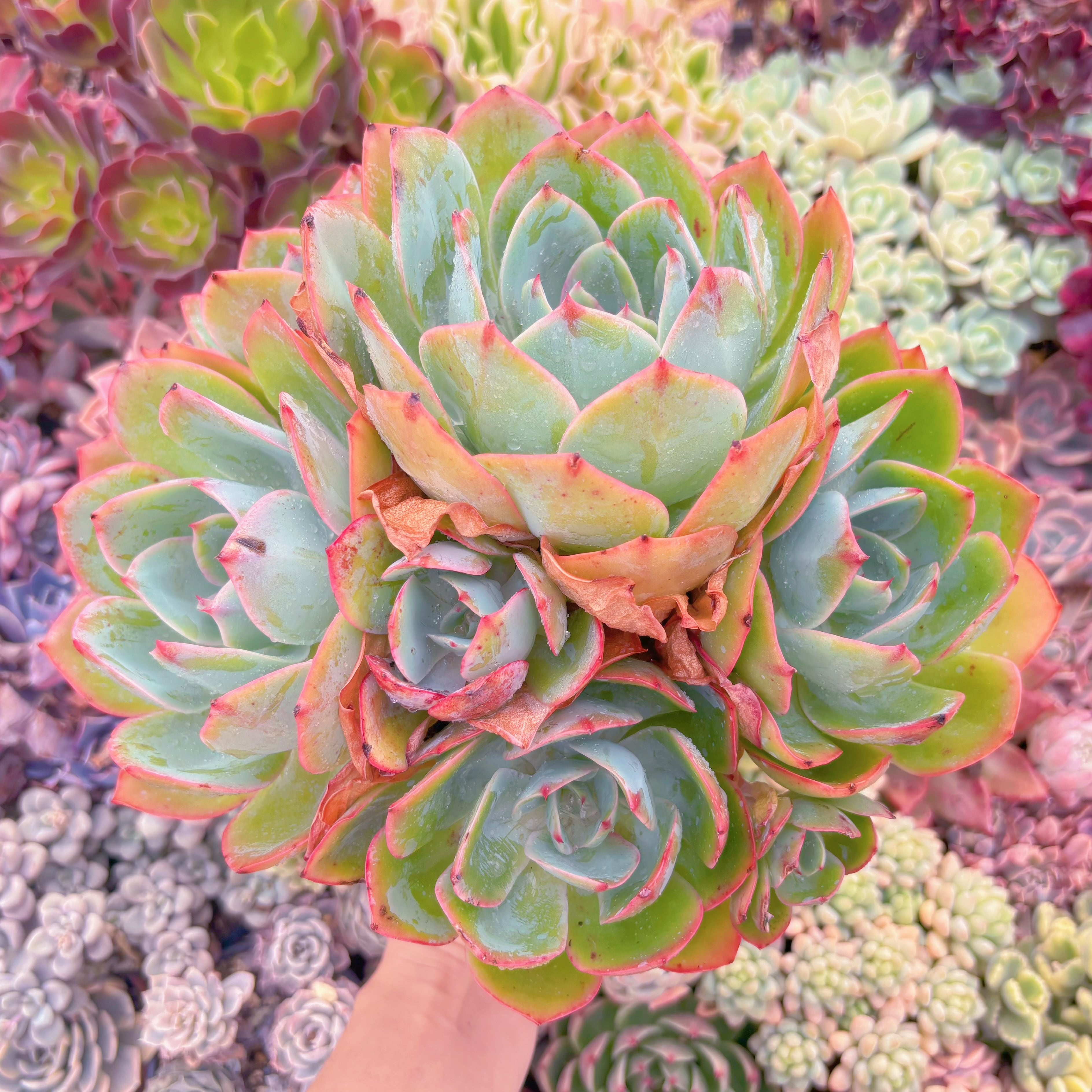 現品　ブルーライト#2001　特特大群生　新入荷