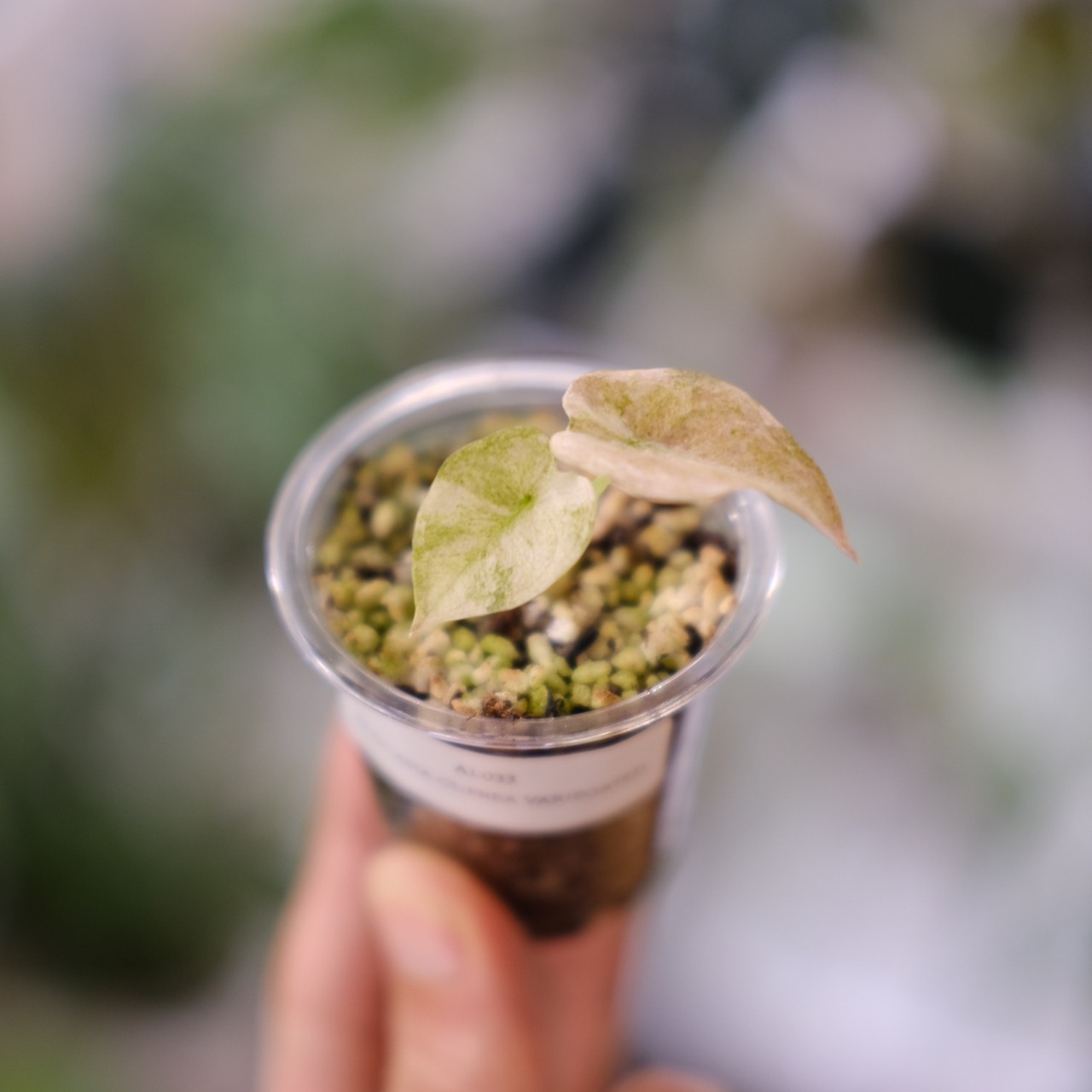 Alocasia cuprea varigated /アロカシア クプレア 斑入り