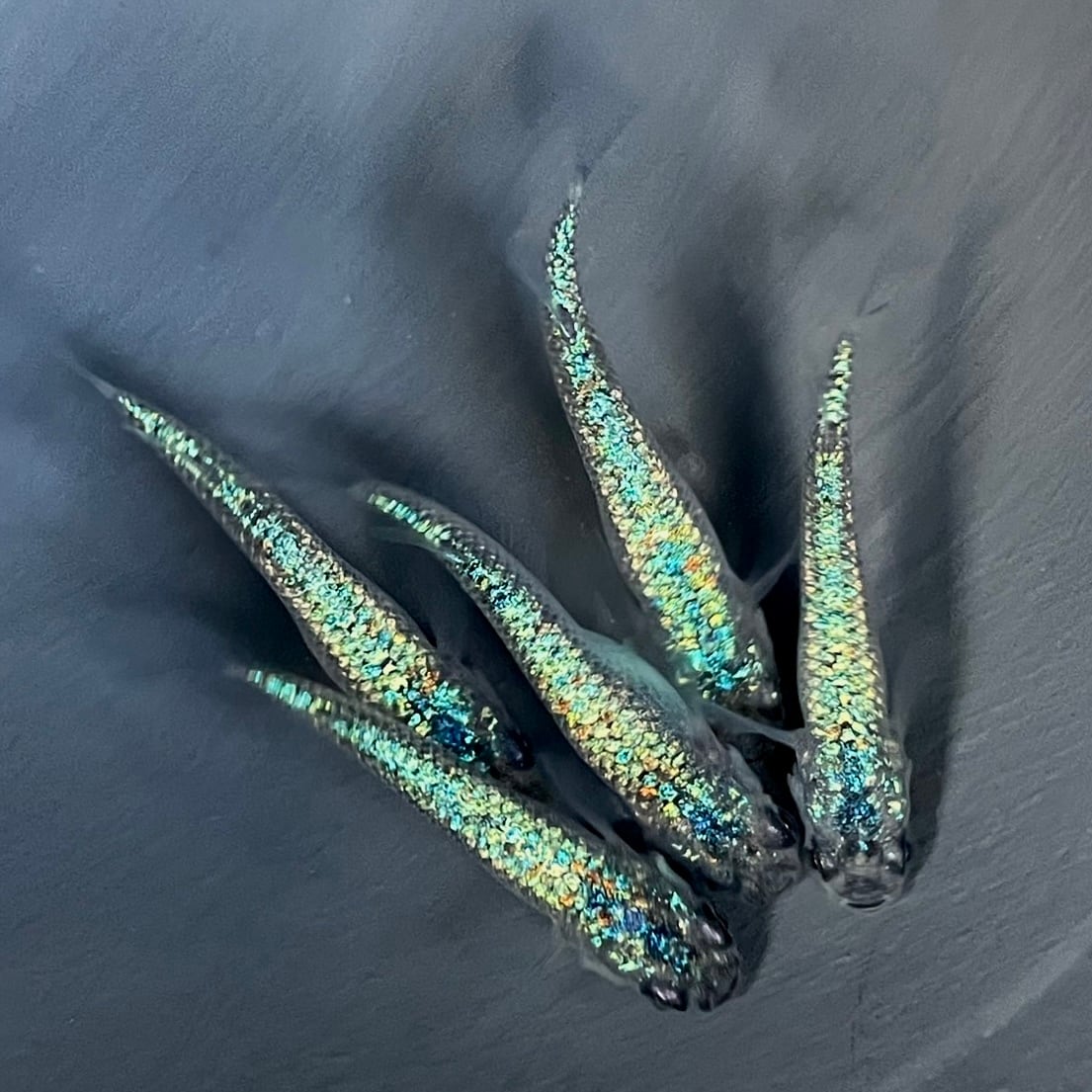 尚王極上　めだか　西郷めだかブリード 尚王極上 めだか 西郷めだかブリード