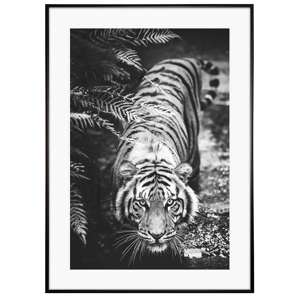 動物写真 虎 インテリア モノクロアートポスター額装 AS2969