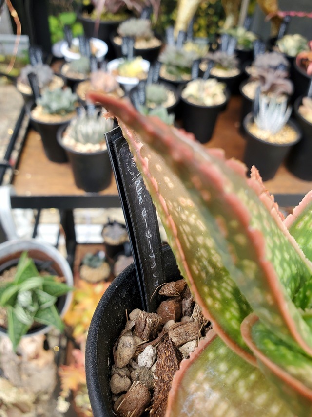 Aloe ロージーブリンダ 【artPLANTs】アロエ/多肉植物