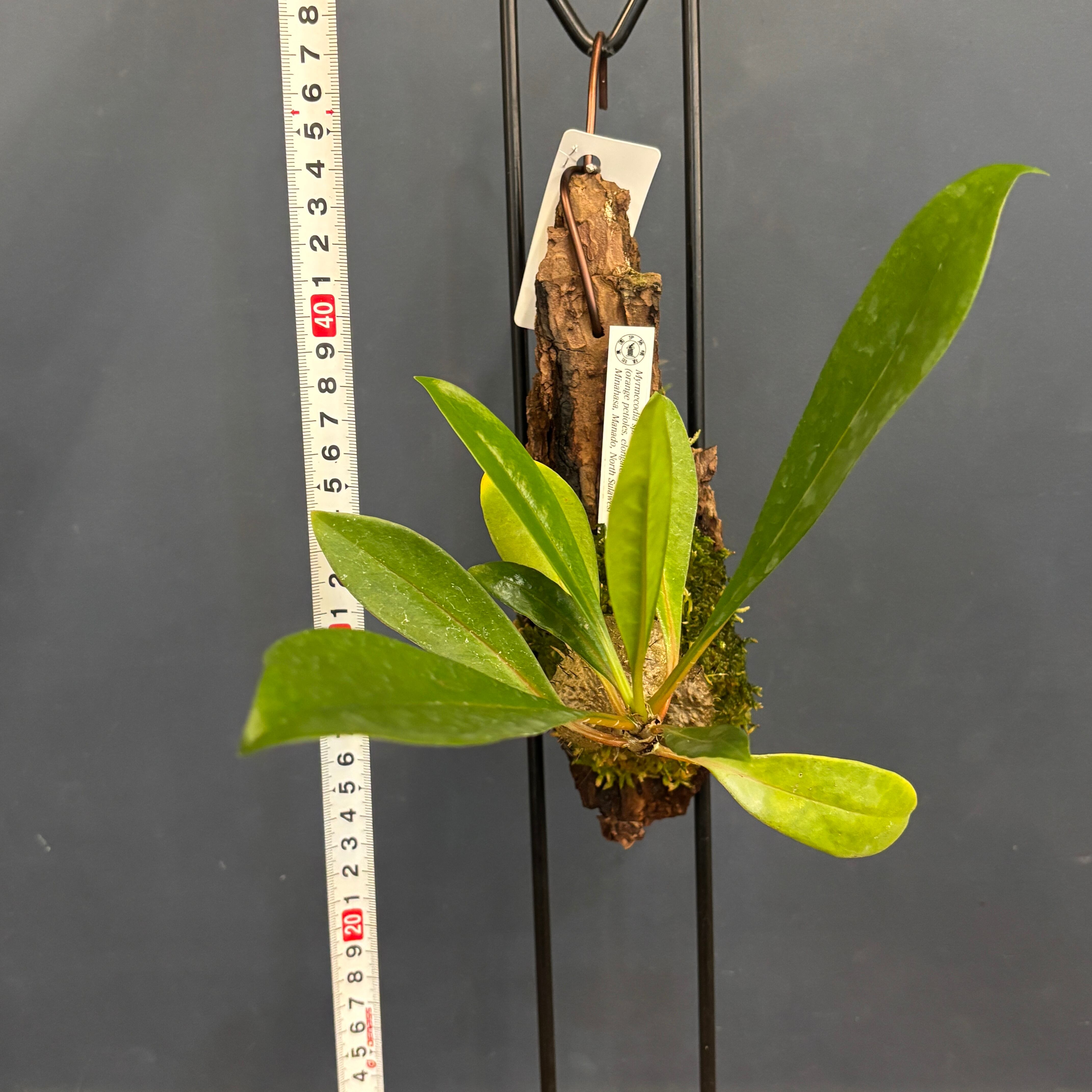 Myrmecodia sp. (orange petioles, elongated leaves) Minahasa