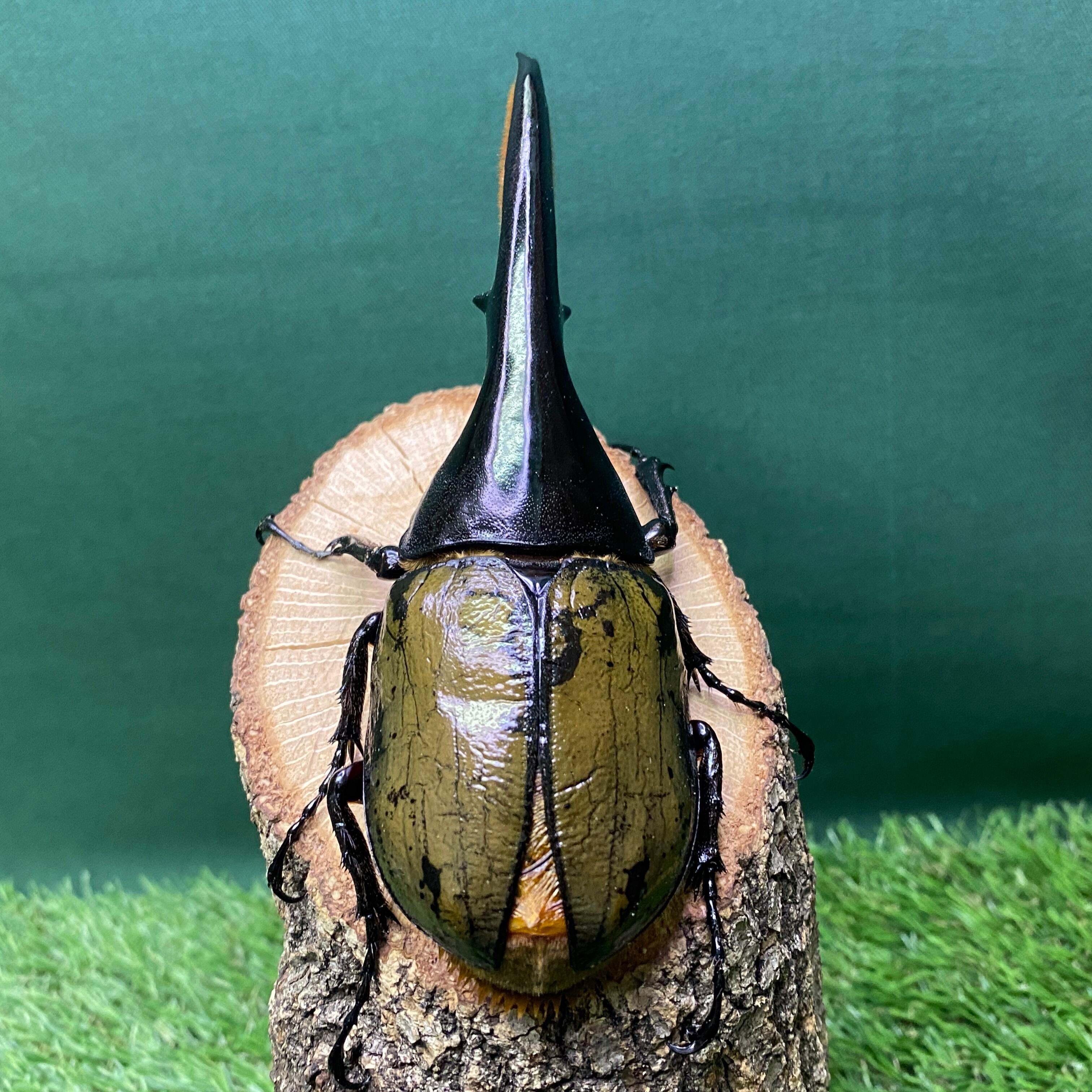 【ペア】ヘラクレスオオカブト（ブリュゼニ）のオブジェ（標本） Amazon.co.jp: ペアヘラクレスオオカブト（ブリュゼニ）の