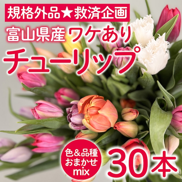 〈規格外品☆救済企画〉ワケあり☆チューリップ 30本〈富山県産〉★規格外ですが、新鮮です！★フラワーロス支援