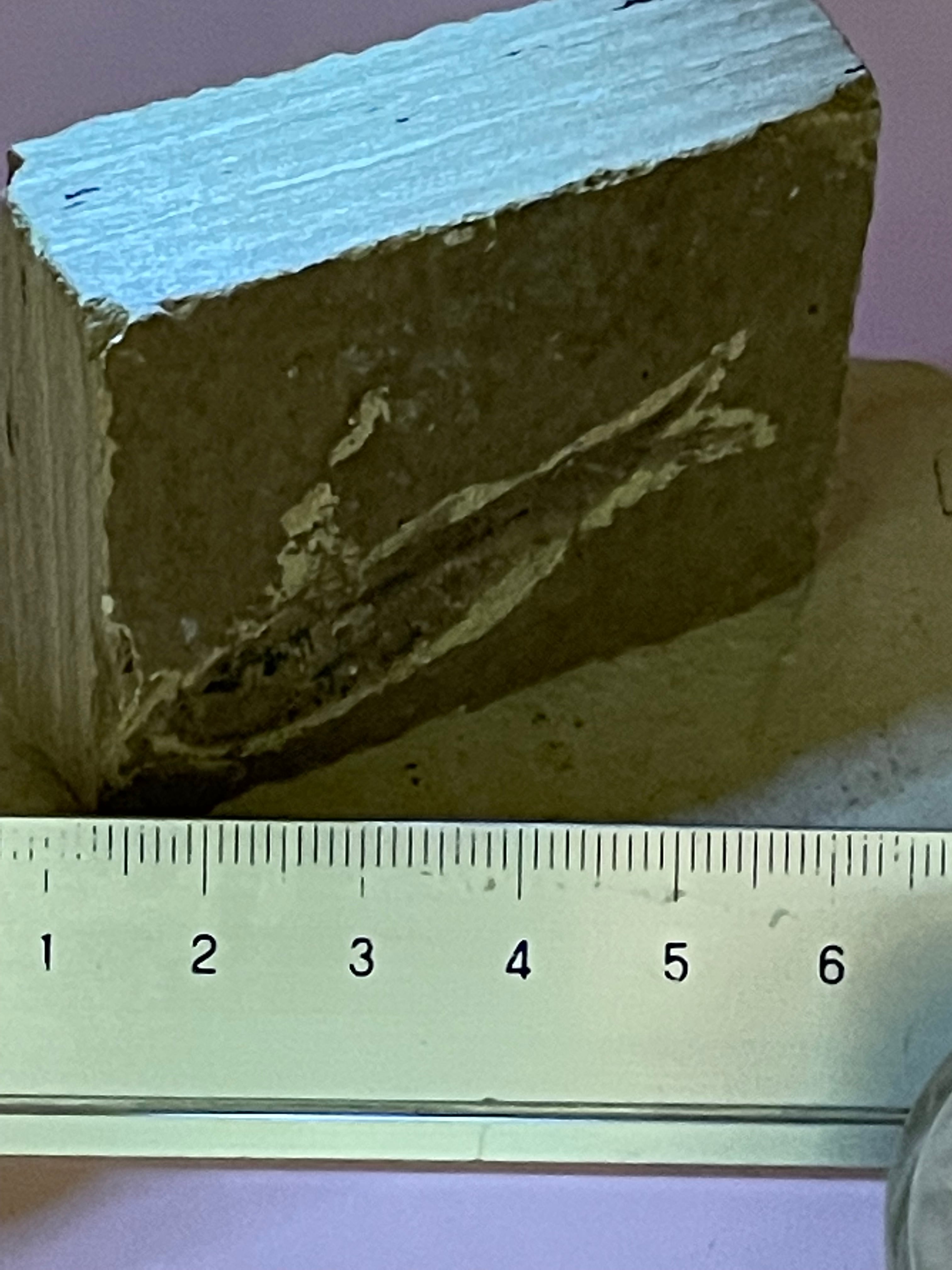 台付 ナイティア 魚 始新世 アメリカ ワイオミング州化石 鉱石 希少