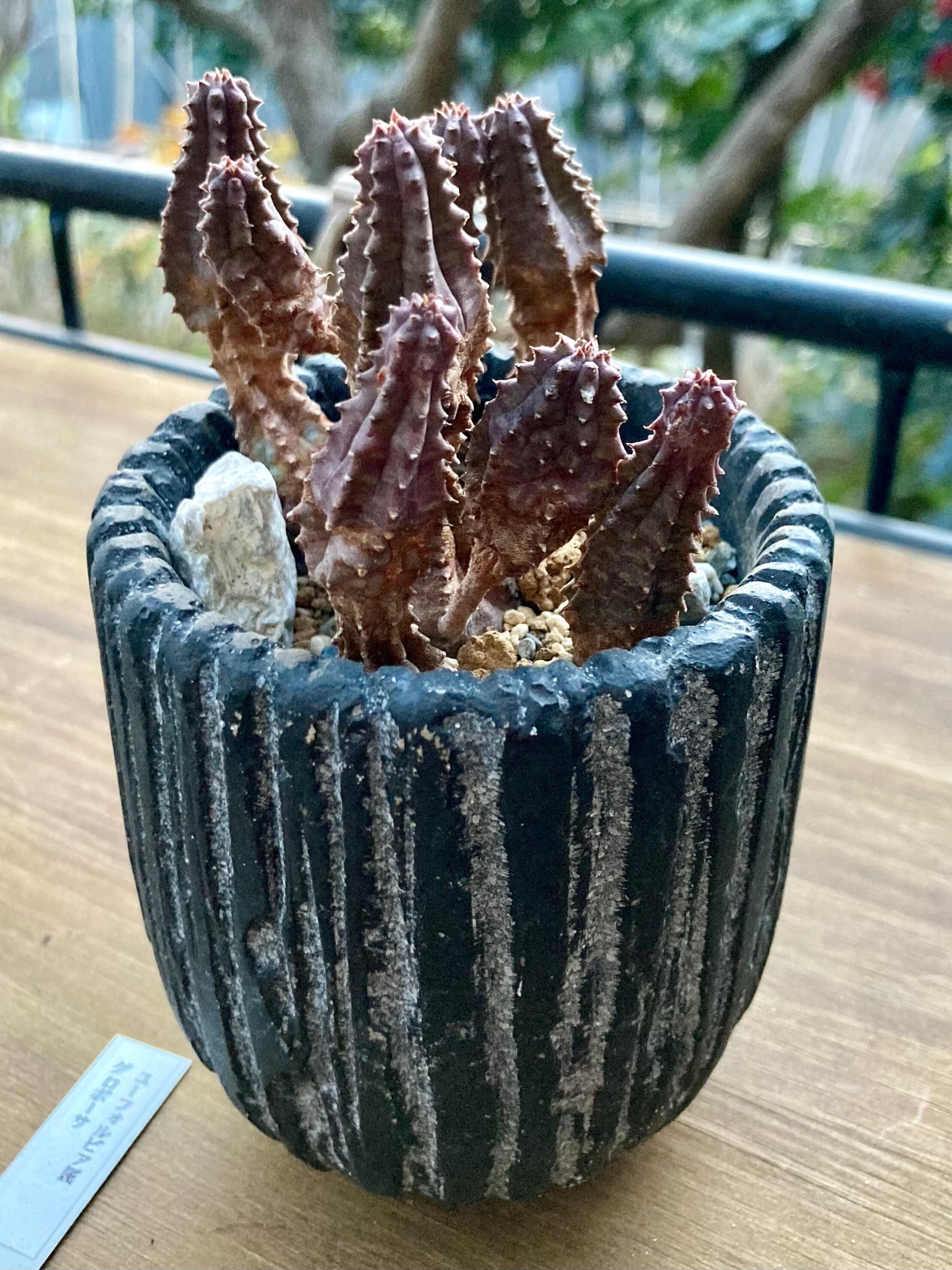 ユーフォルビア バルシラムロサ ユーフォルビア グロボーサ／Euphorbia