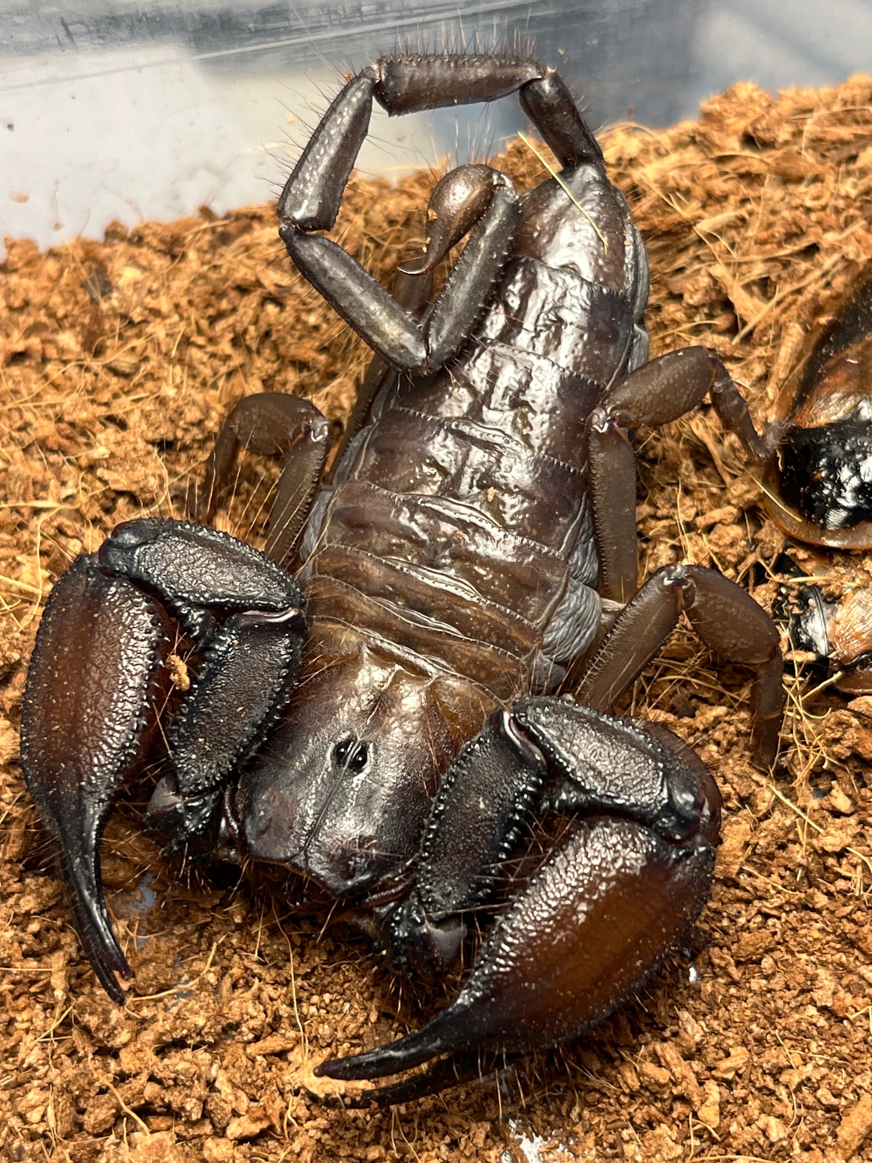 ロブストバロウィングスコーピオン 昆虫標本 標本 立体標本