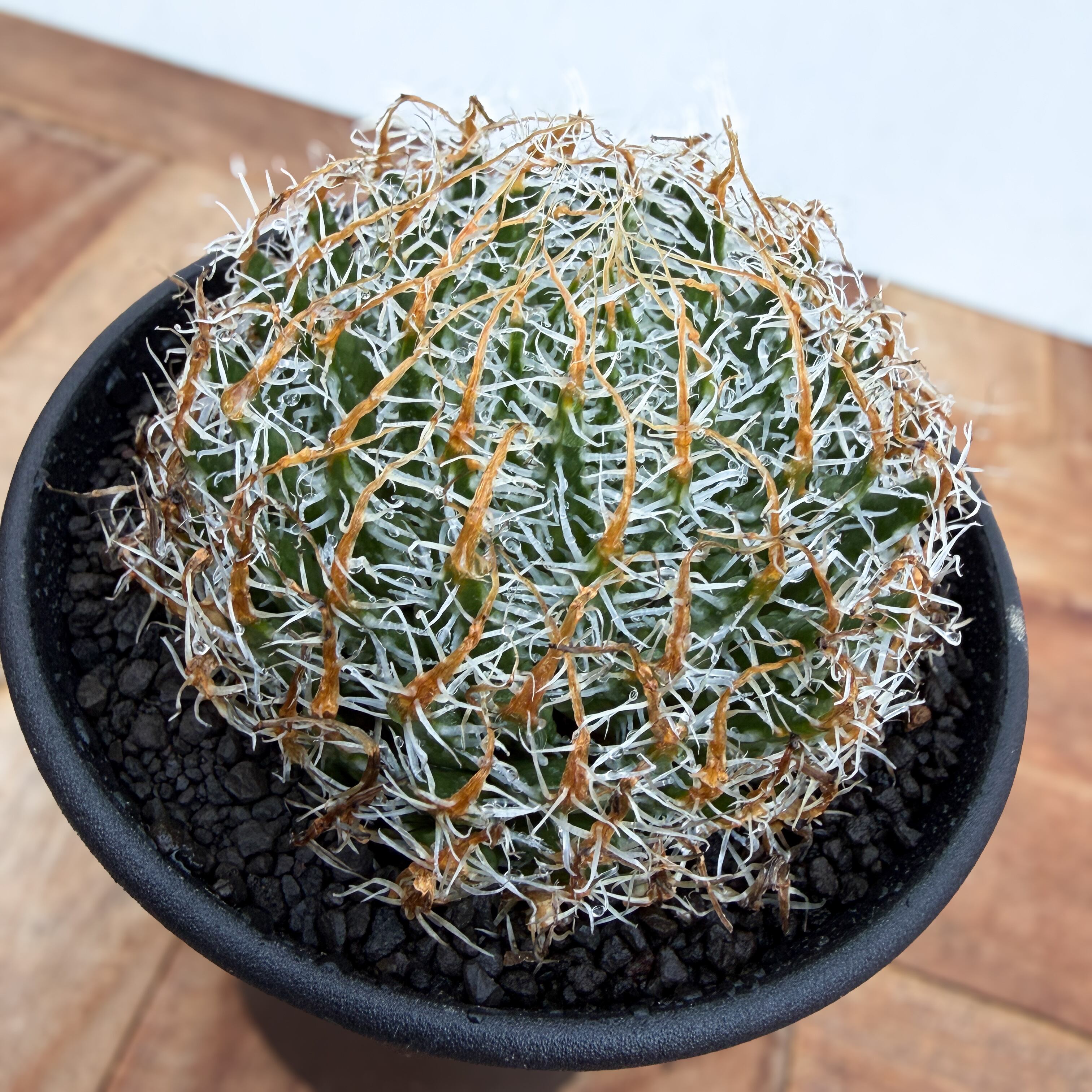 Haworthia gigas【ハオルチア・ギガス】 | RIMO'S GREEN 【Saboten
