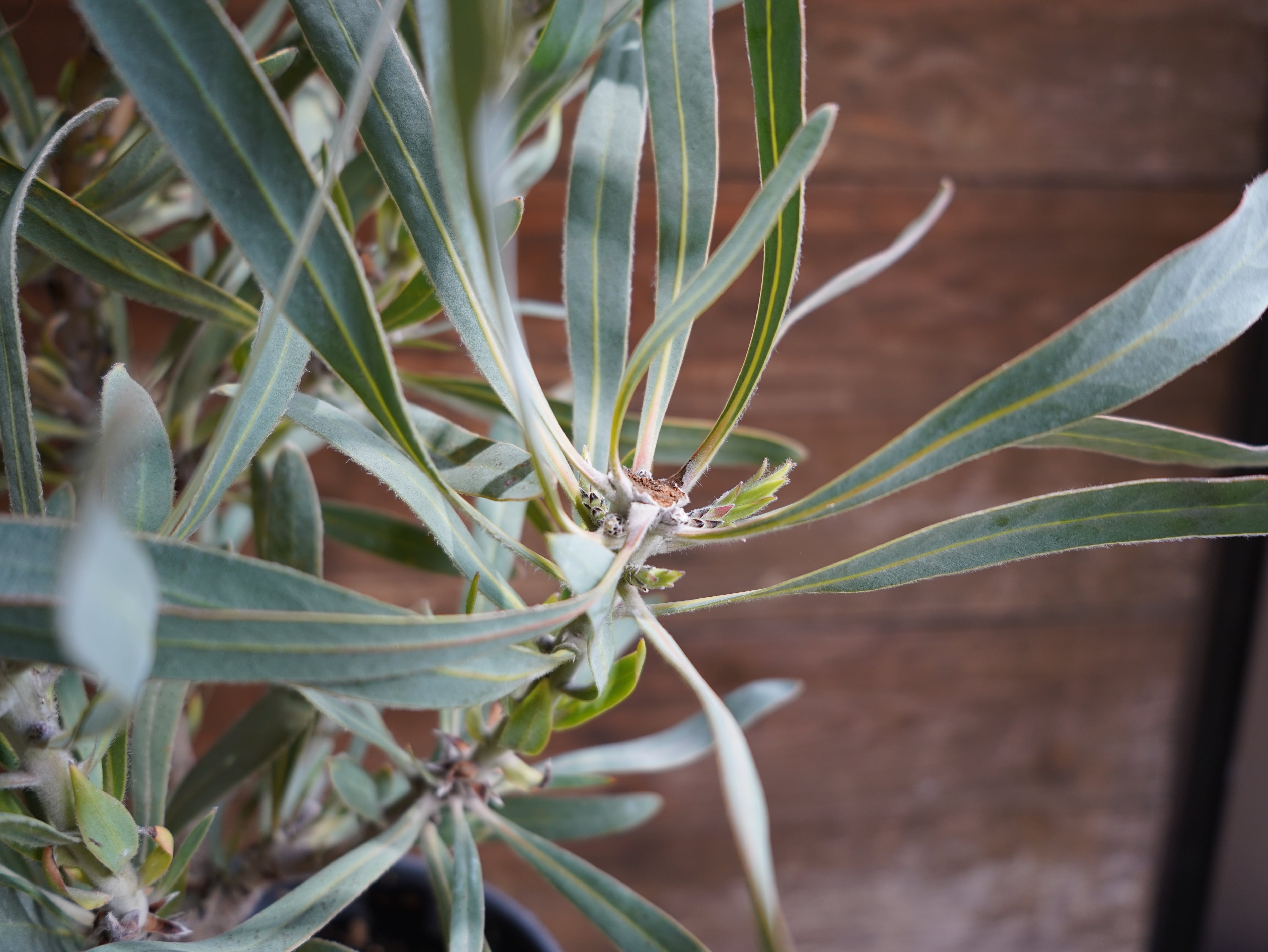 【現物】プロテア　"ジュリエット"