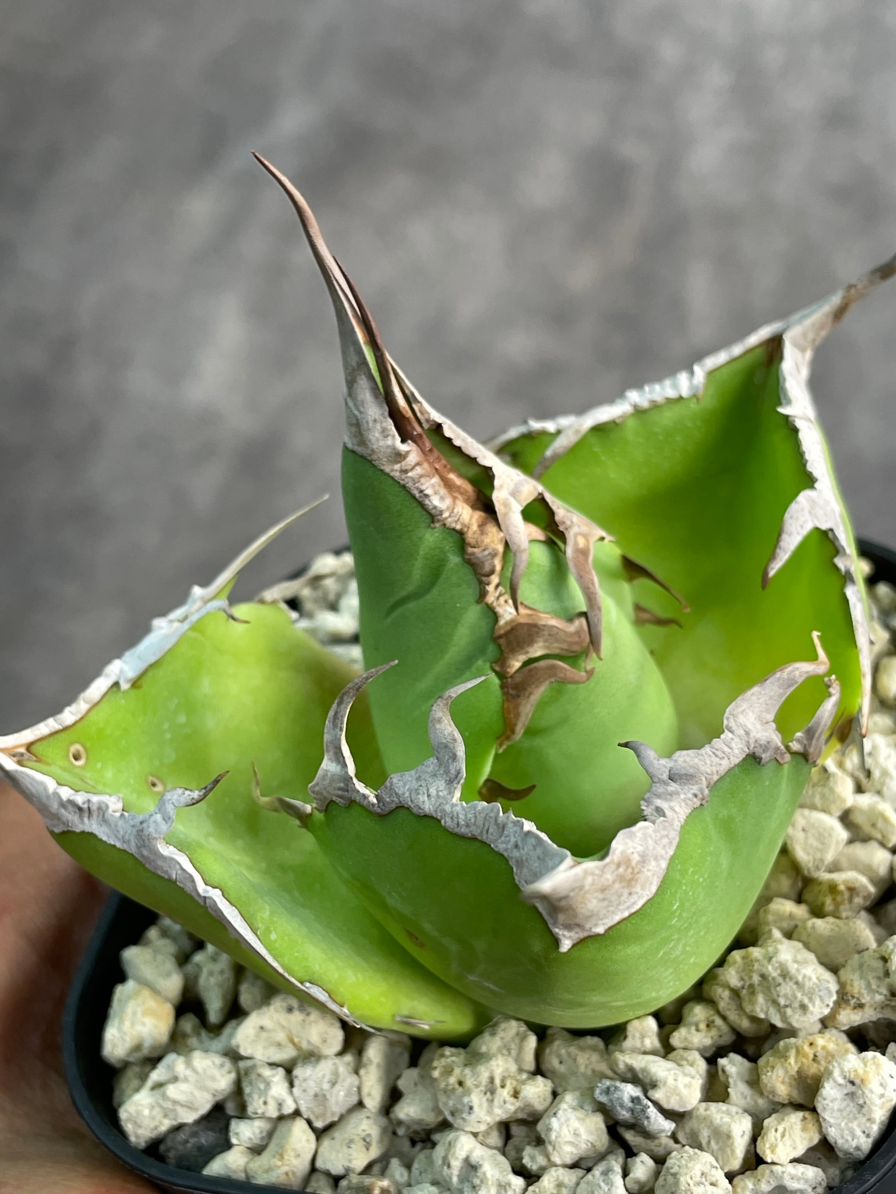 Euphorbia ユーフォルビア Obesa オベサ obesa - | (DSO10-03