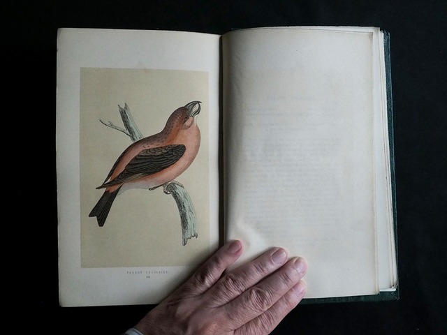 鳥の博物誌　HISTORY OF BRITHSH BIRDS