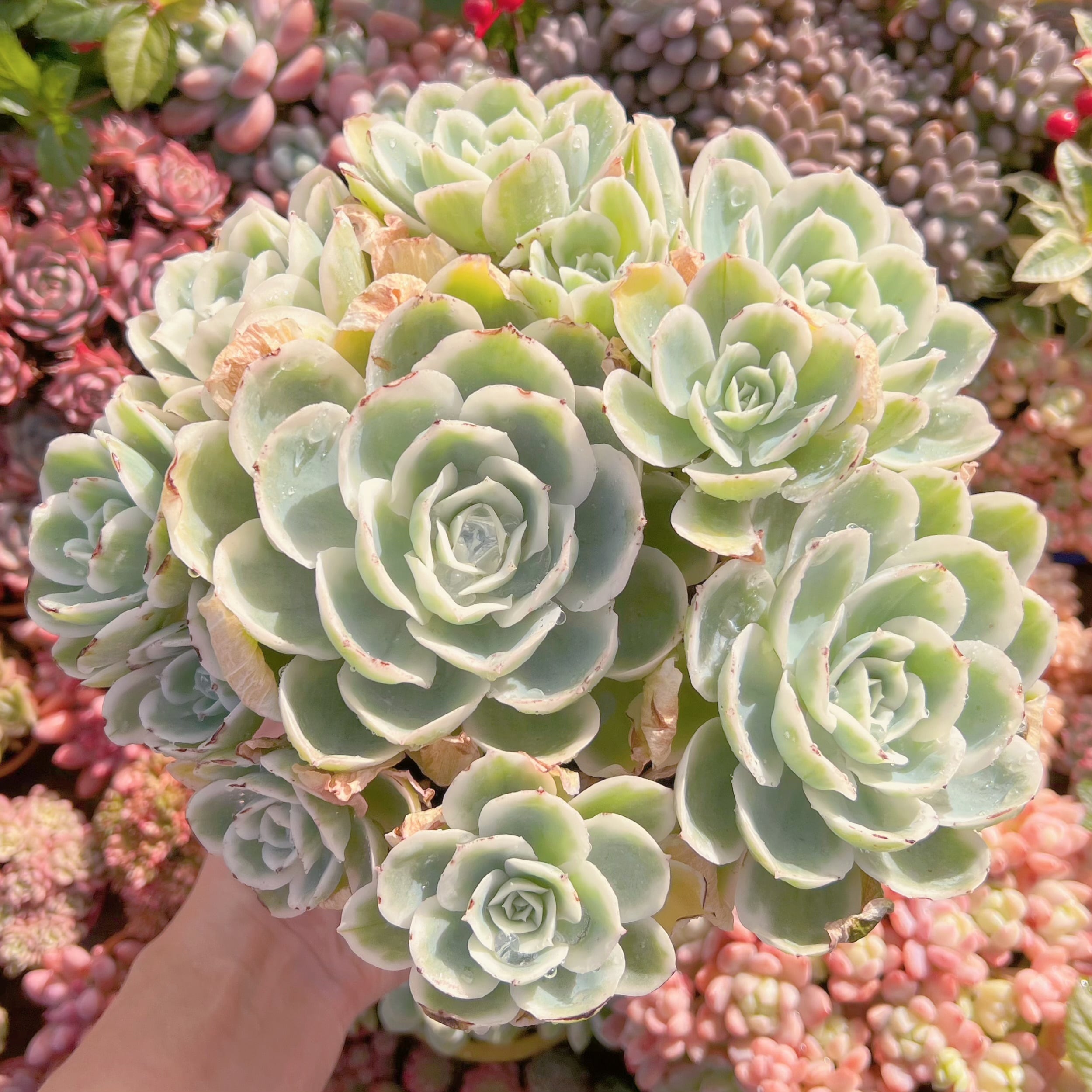 現品　レモンローズ錦#565　特特大群生25cm苗　新入荷　るる農園