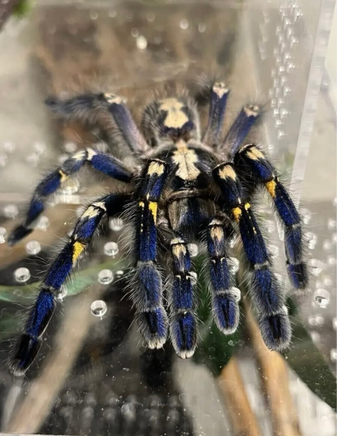 Poecilotheria | オモニキチュウ