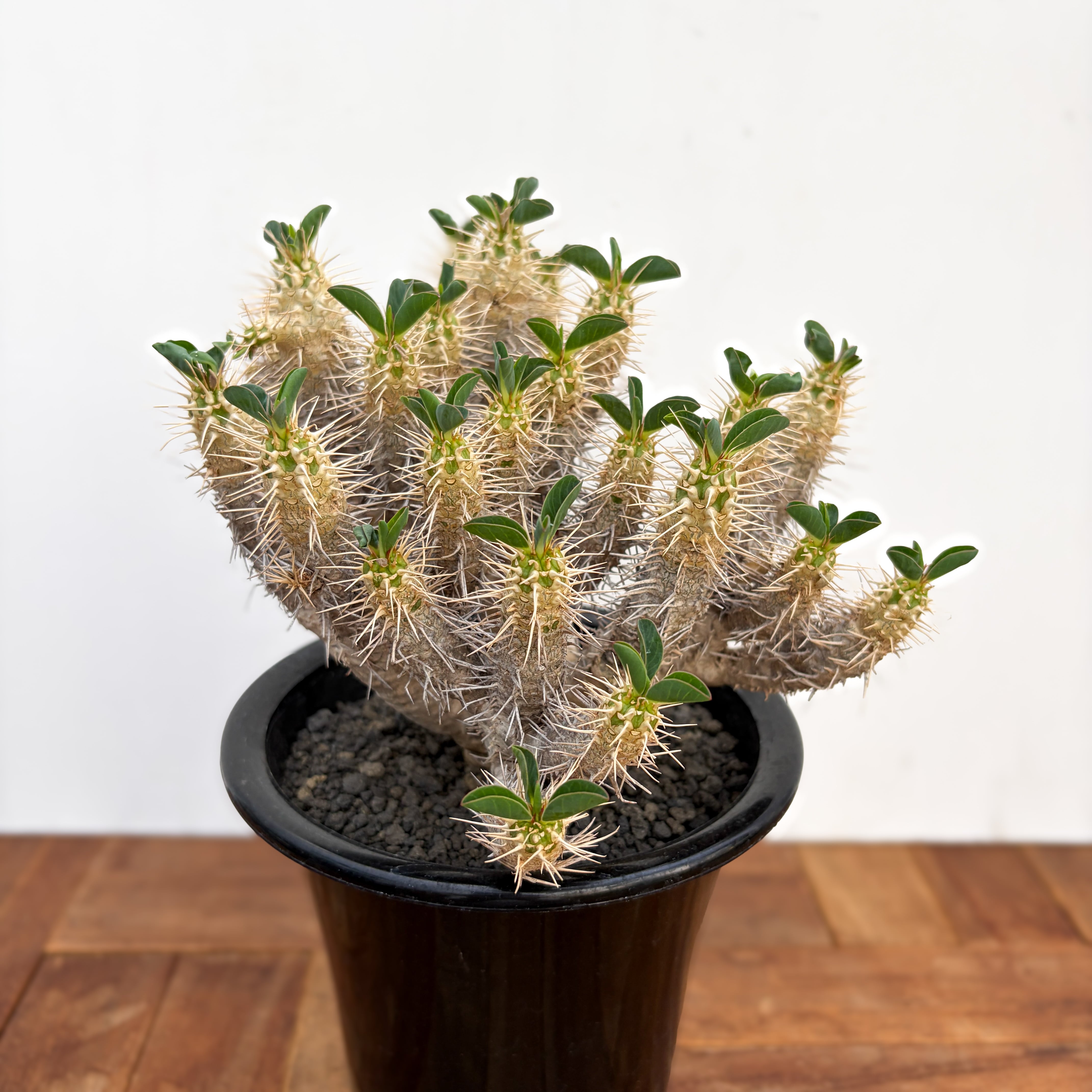 Euphorbia atroviridis【ユーフォルビア・アトロビリディス】 | RIMO'S
