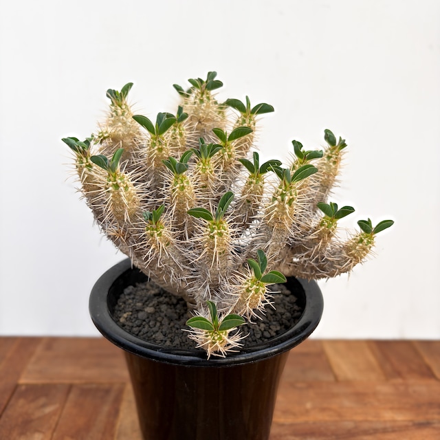Euphorbia guillauminiana【ユーフォルビア・ギラウミニアナ】