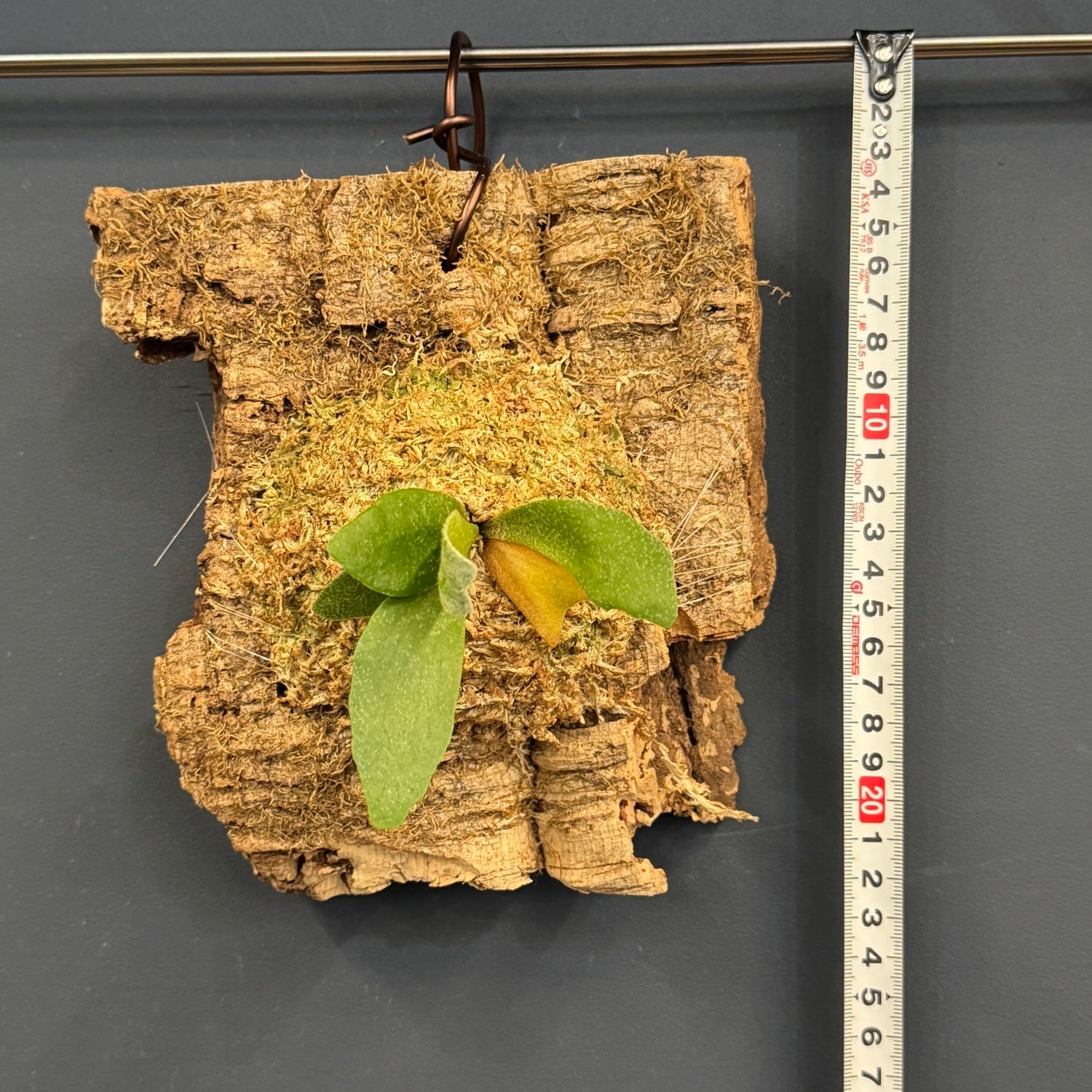 Platycerium alcicorne ビカクシダ 板付 ビカクシダ Platycerium alcicorne 板付け【620】 | PROTOLEAF プロト