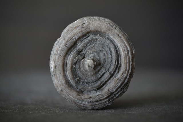 オーストリア産 六放サンゴ化石 Cyclolites sp. 1601