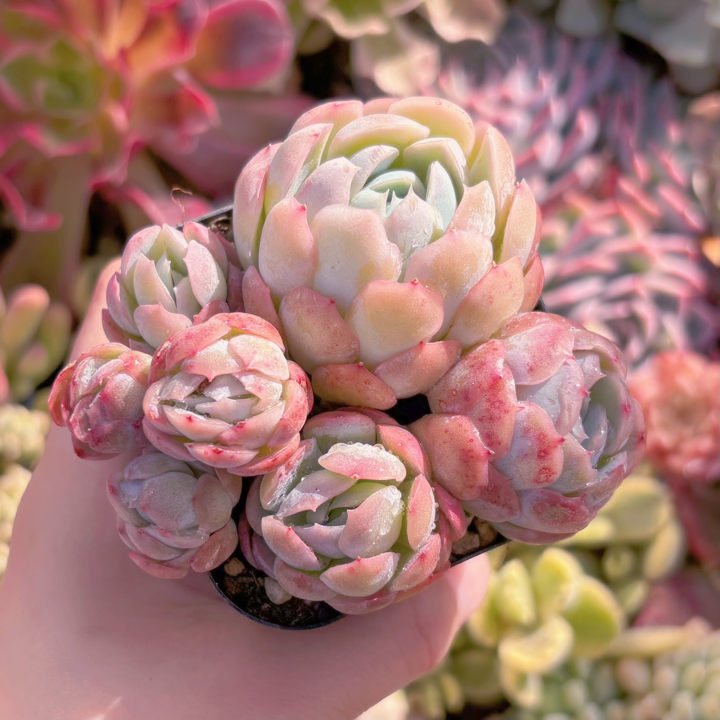 現品　クリームベリー#835　るる農園