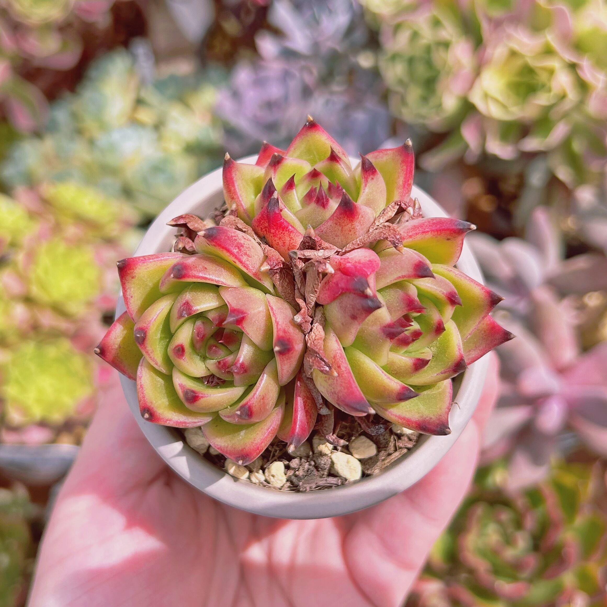 現物 多肉植物 ブルードラゴン 抜き苗 | るる農園~多肉植物専門