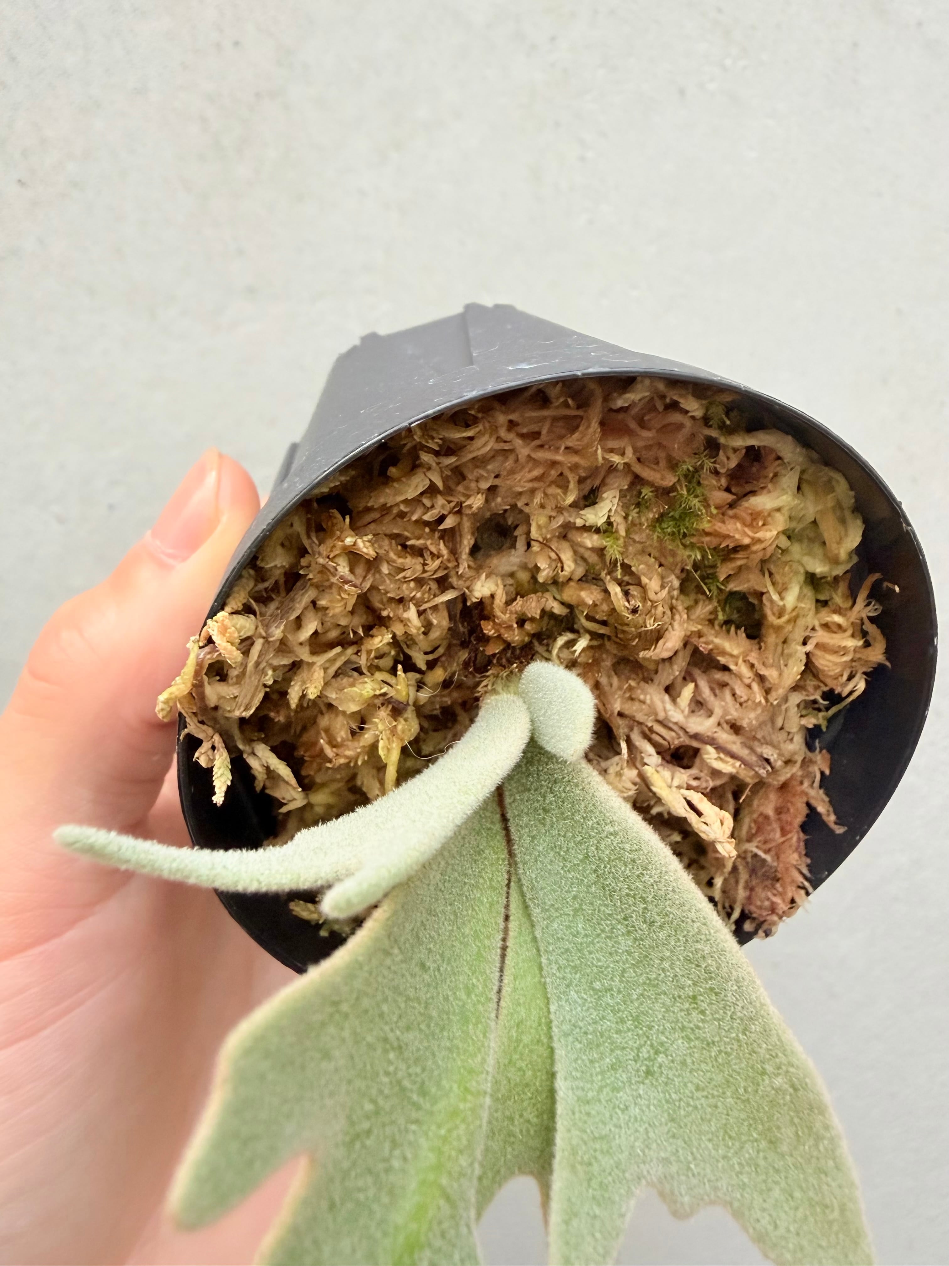 c) P. willinckii 'Frosty Maiden' spore grown ① ビカクシダ
