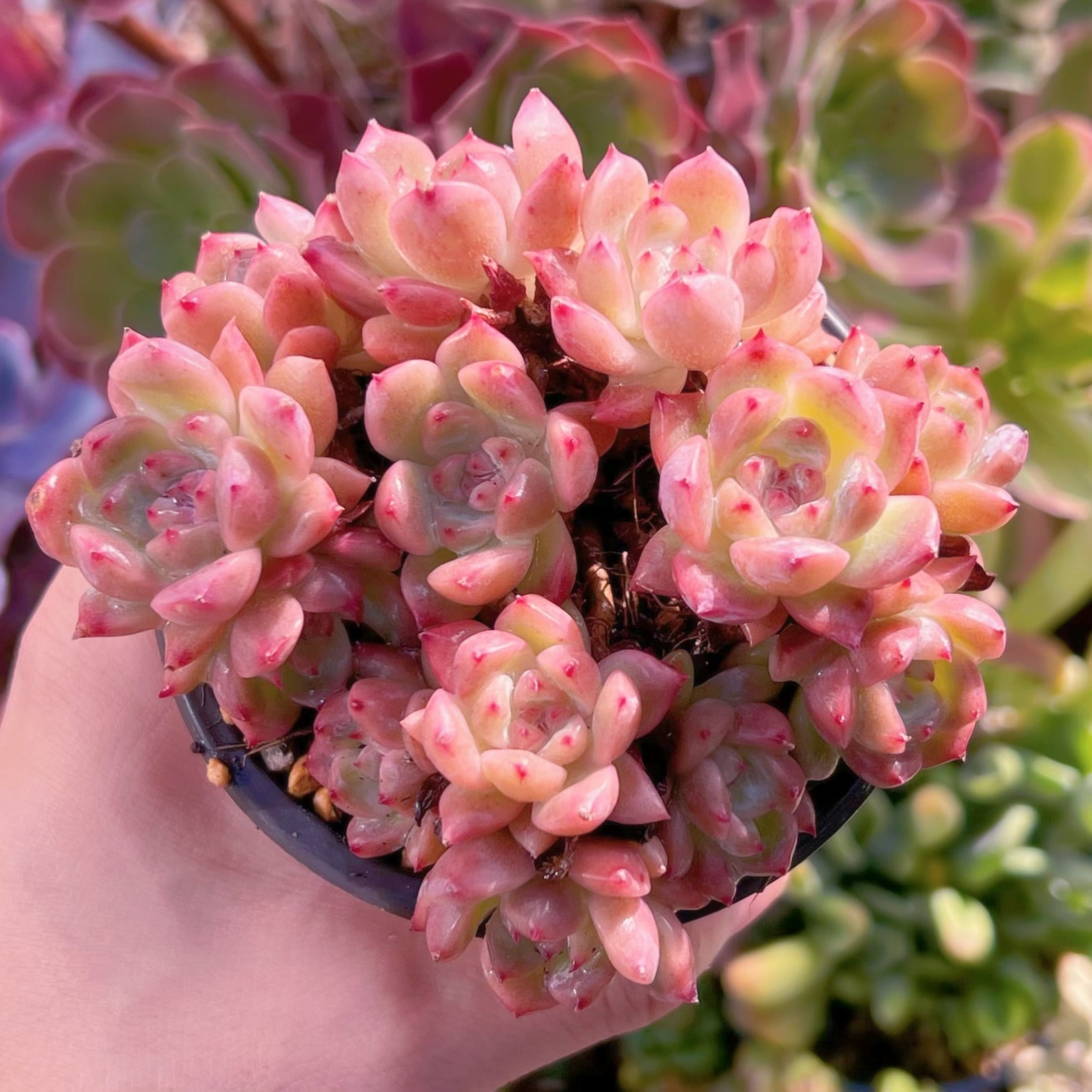 現品　レッドベルベットxラウイ#799　るる農園