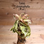 【送料無料】streptophylla M〔エアプランツ〕現品発送T2695