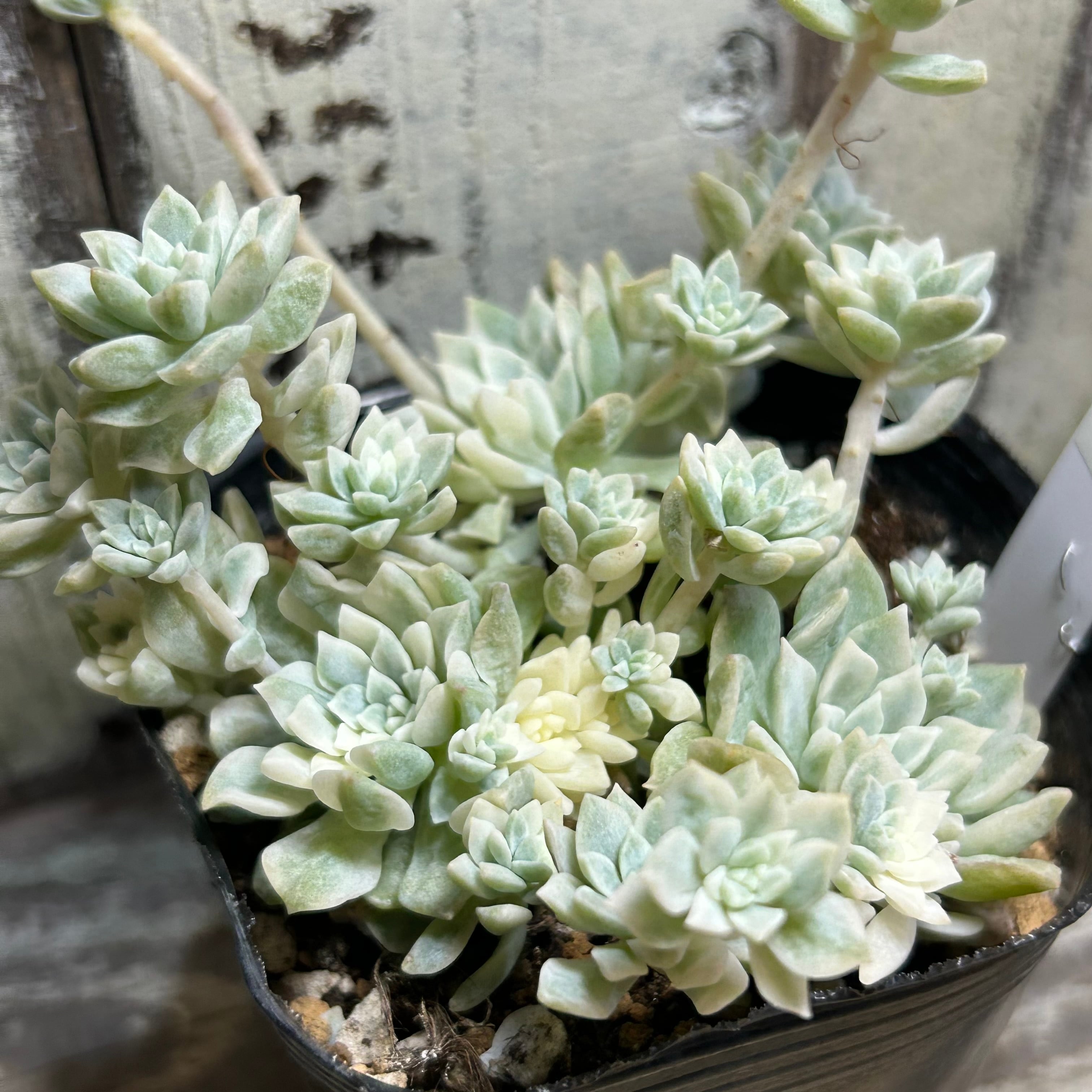 多肉植物　プロリフェラ錦　韓国苗　プロリフィカ錦 プロリフェラ錦】の紹介ページ｜E-TANIKU（イータニク）
