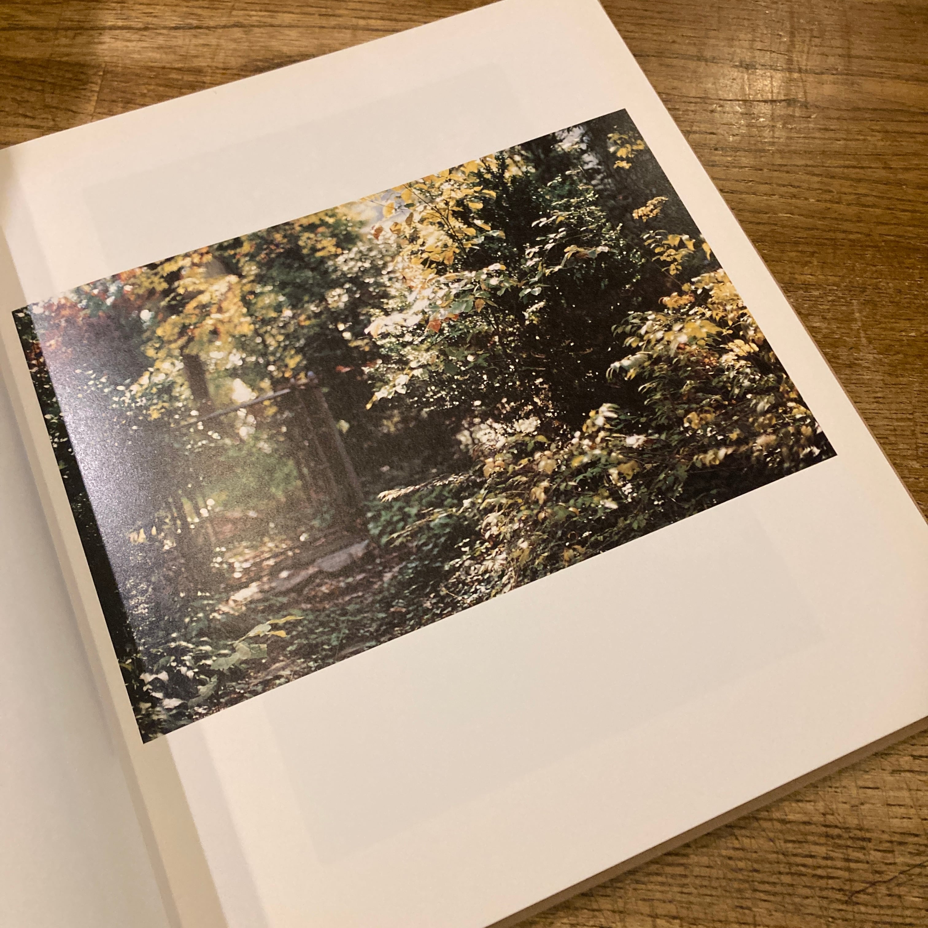 Between Maple and Chestnut / Terri Weifenbach テリ・ワイフェン