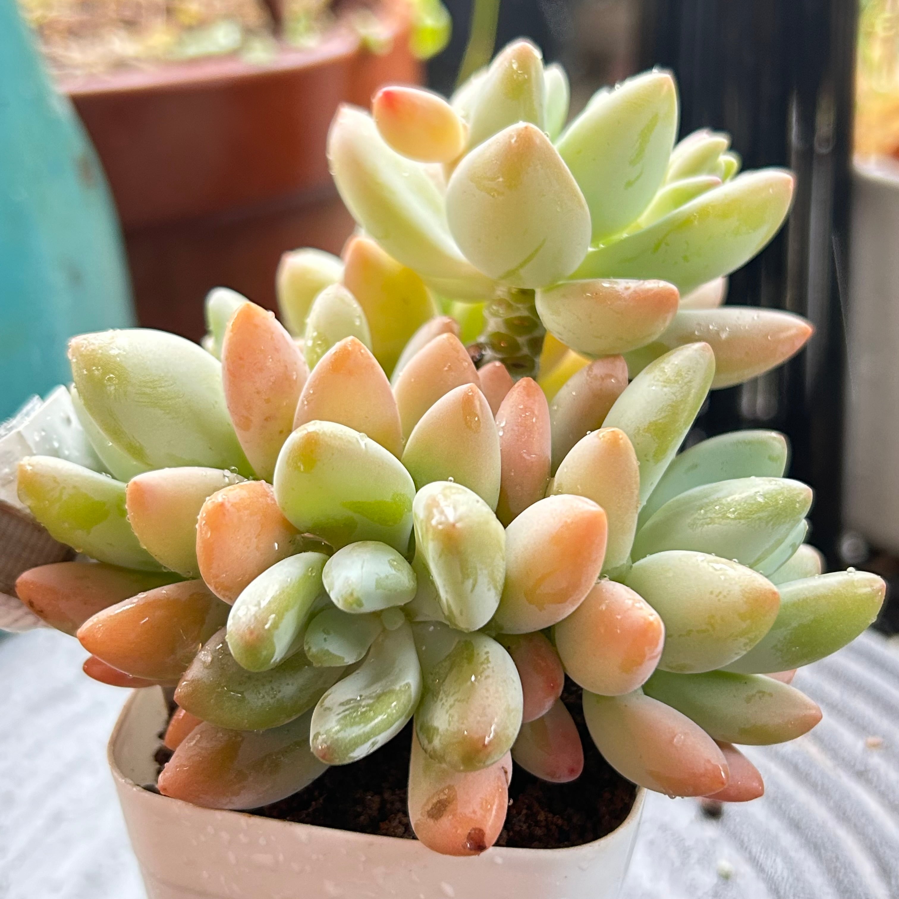 16L ハオルチア 多肉植物 白狐カキ子 自家繁殖 【公式通販】