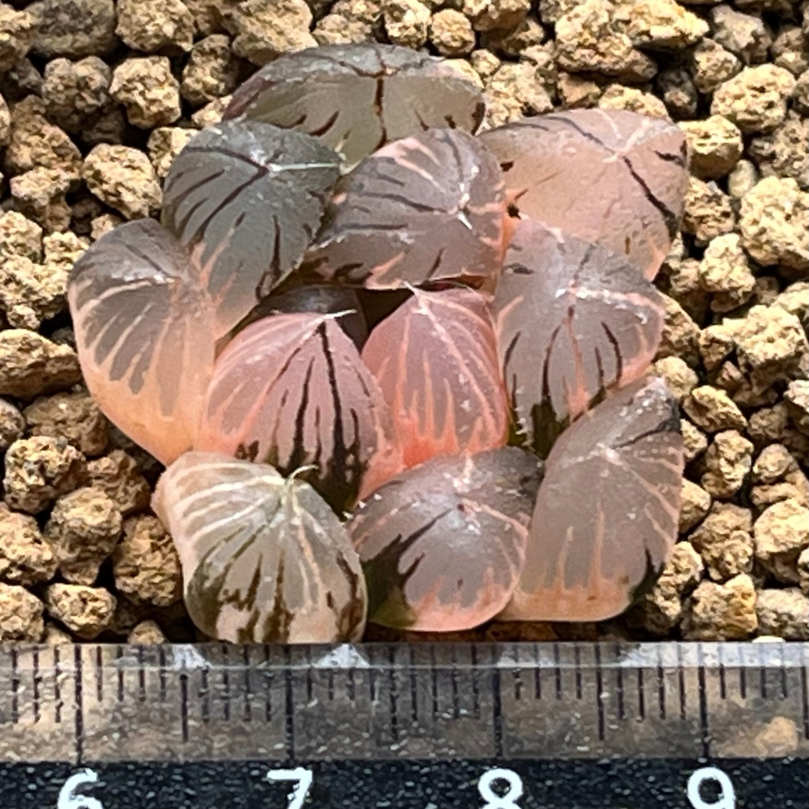 ハオルチア 紫王 オブツーサ錦 | mocono_plants
