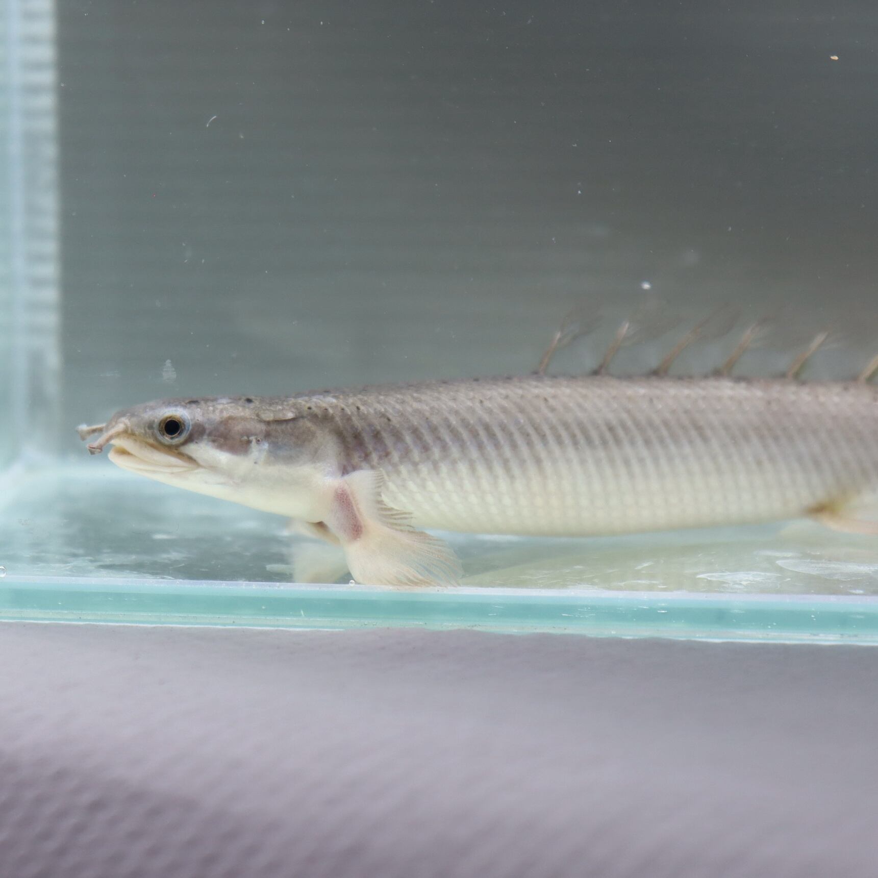 プラチナセネガルス12cm± - 魚類、水生生物