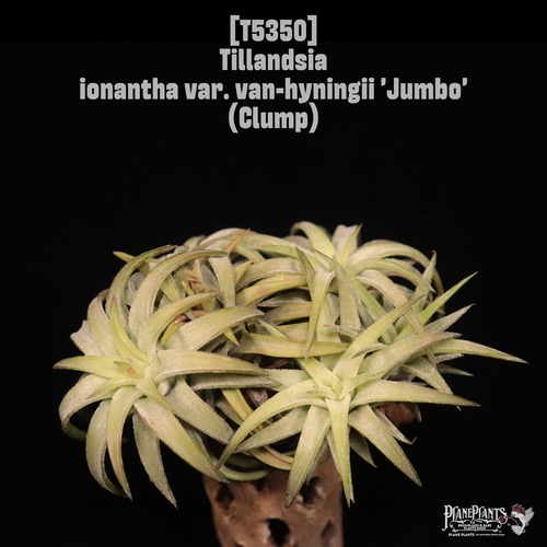 【送料無料】ionantha var. vanhyningii 'Jumbo' Clump〔エアプランツ〕現品発送T5350