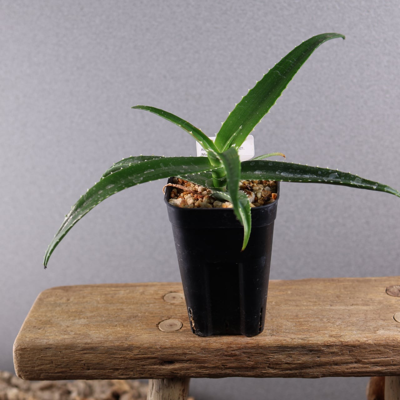 398 荒野の青、陽に染まるアロエ『アロエ ヴァオサンダ』観葉植物