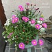 寄せ植え  ブラキカム