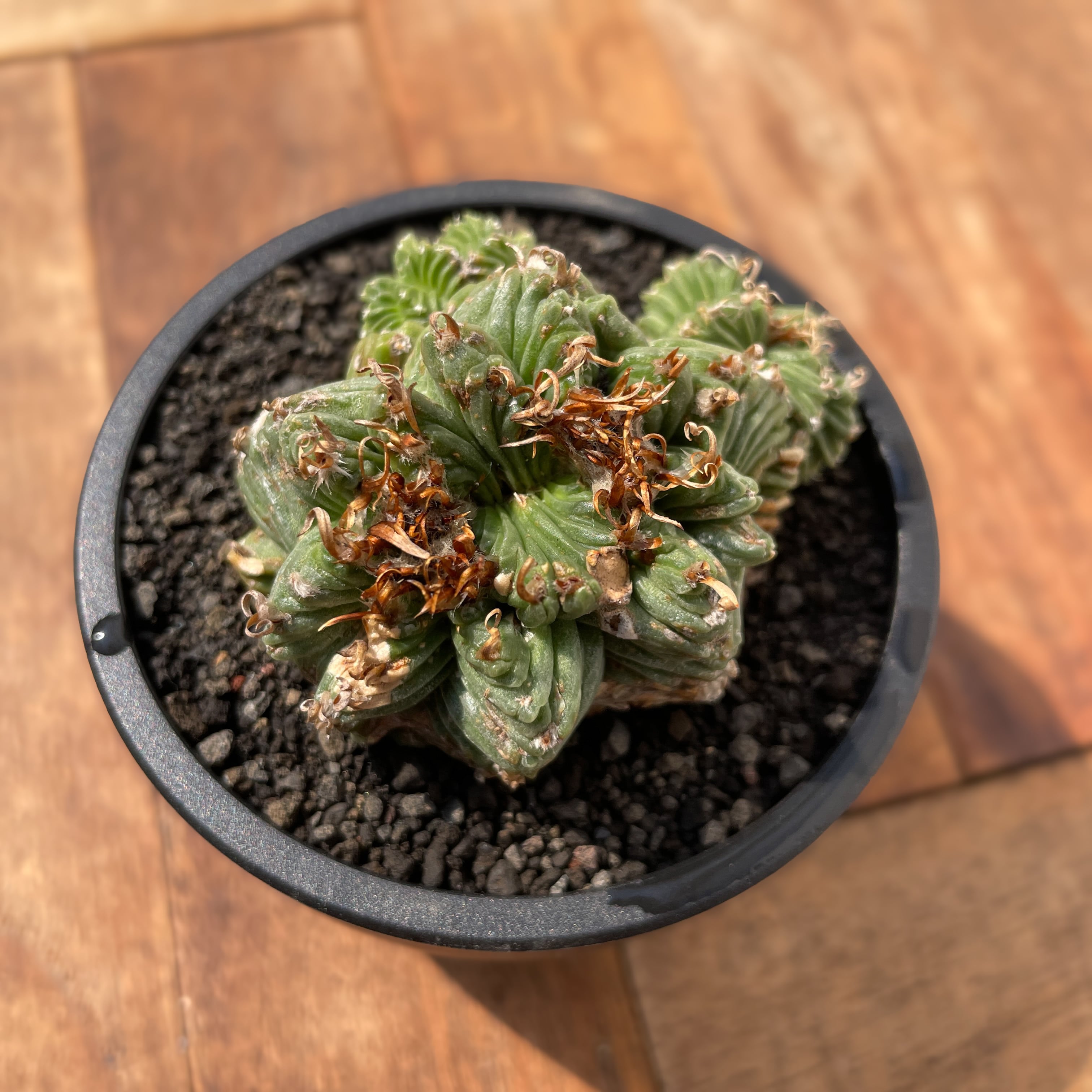 Aztekium ritteri 'Valdezii'【アズテキウム・紅籠・カキ仔】 | RIMO'S