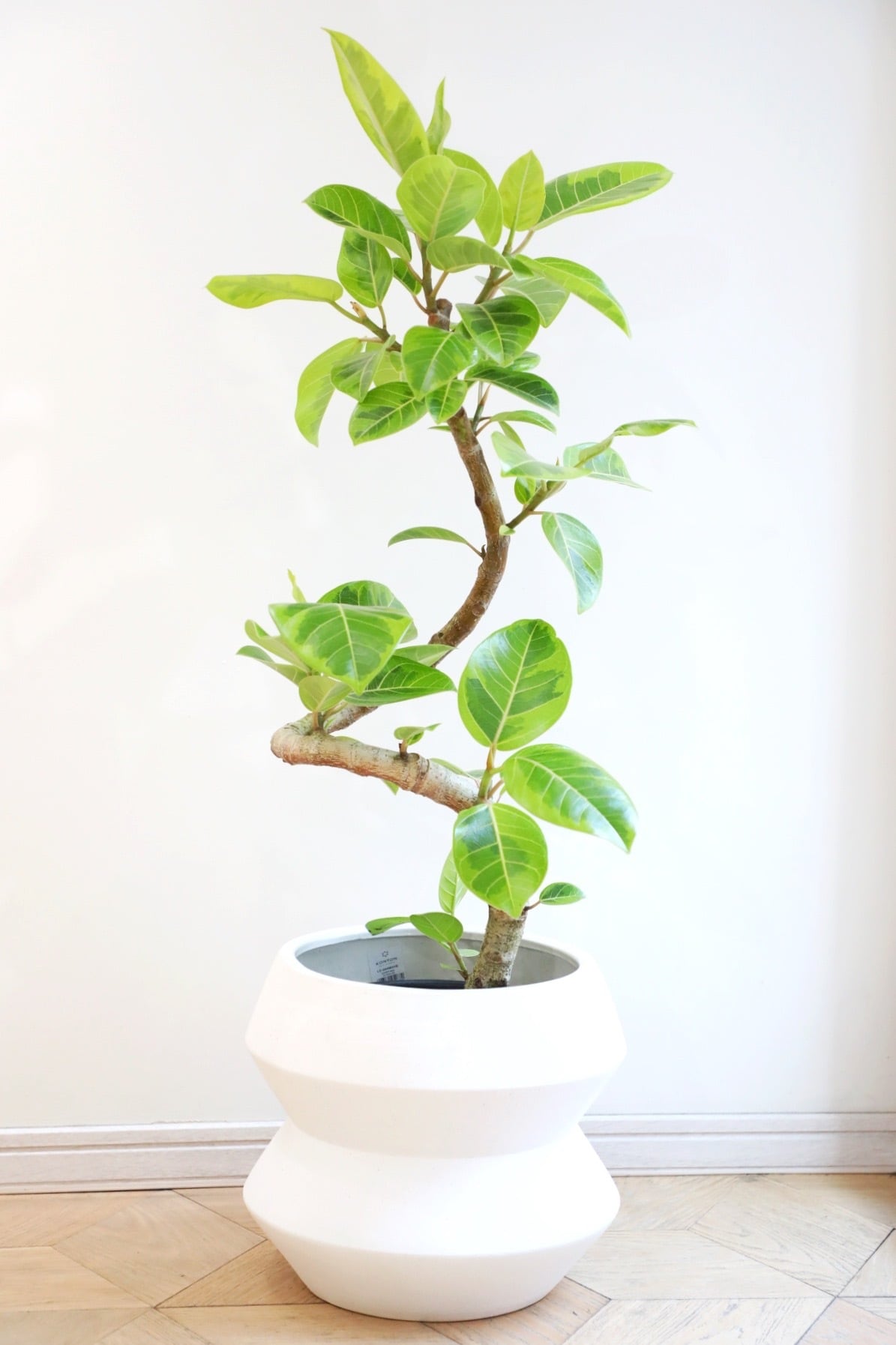 L】フィカス アルテシマ/Ficus Altissima ※陶器鉢カバー別売り