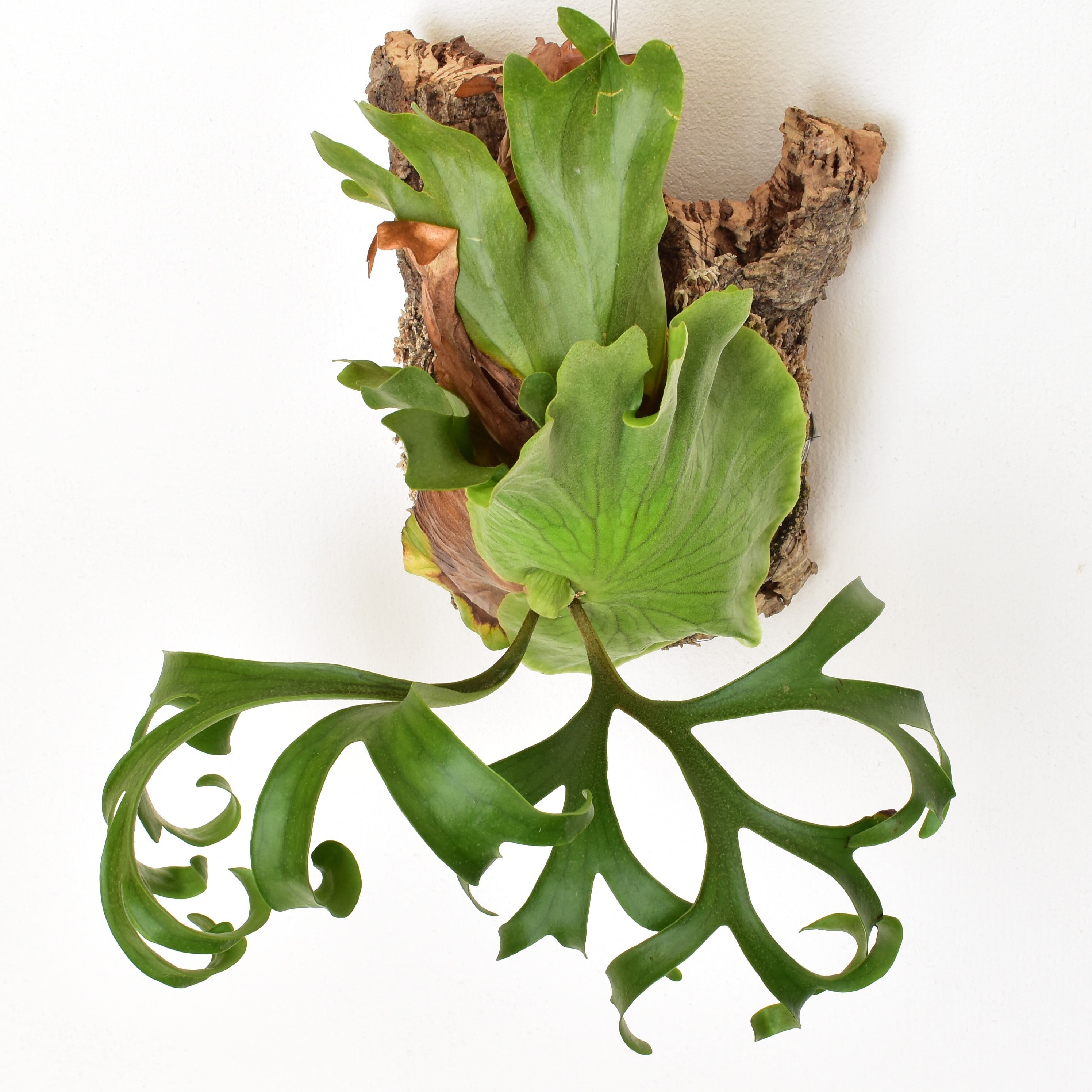 platycerium.coronarium dwarf ビカクシダ・コロナリウムドワーフ